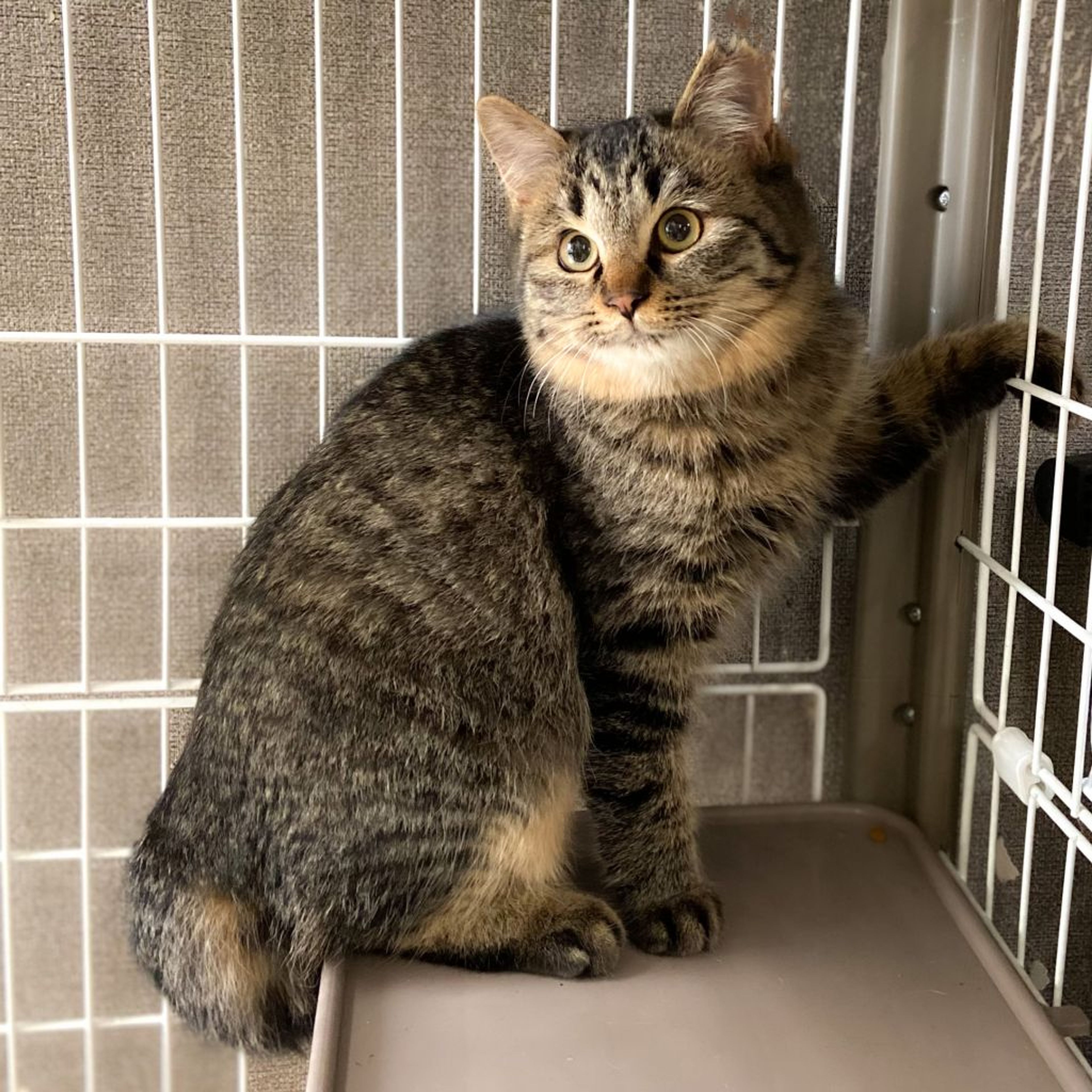 雑種（ミックス猫）・メスの里親募集の写真