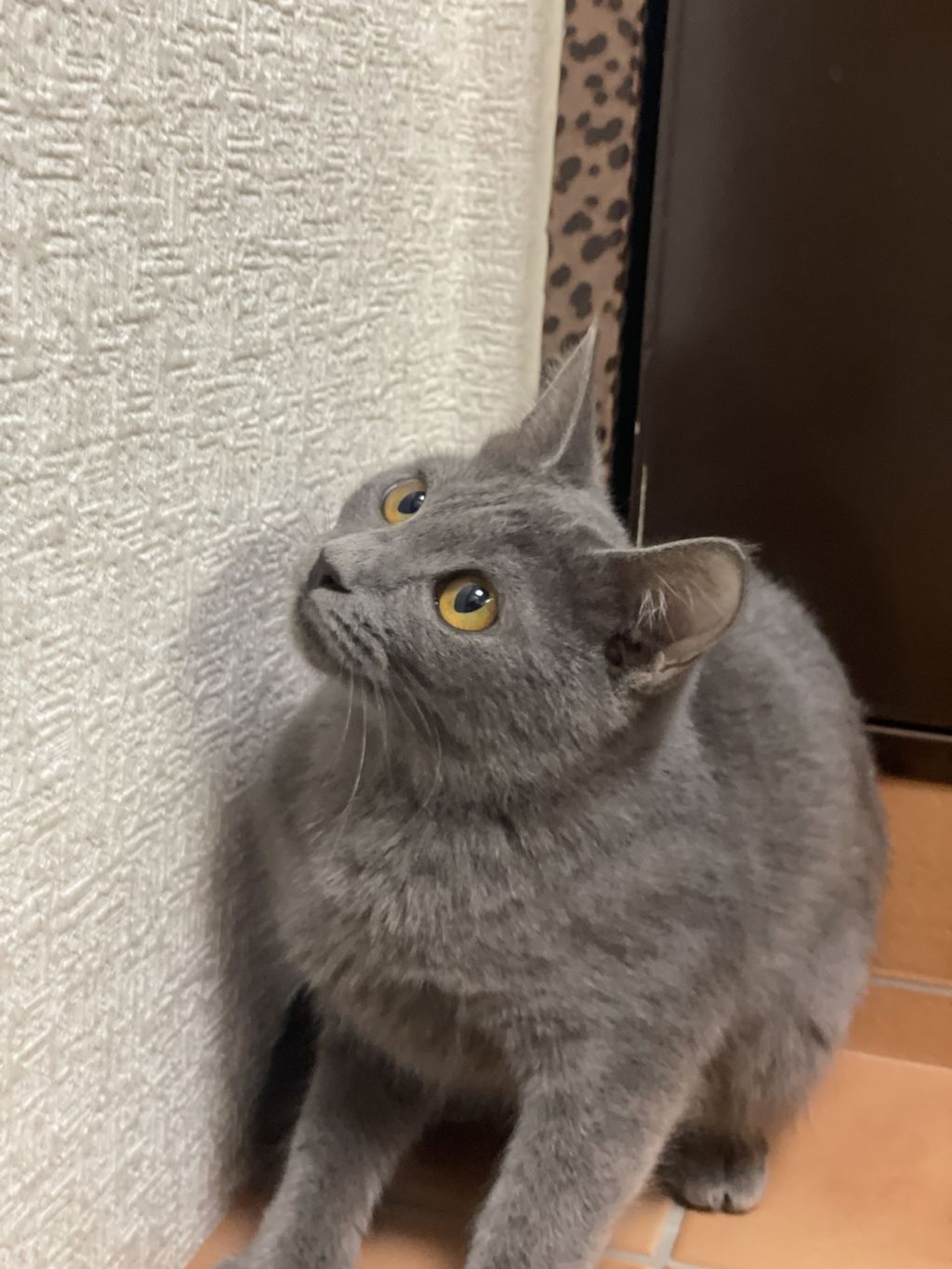 雑種（ミックス猫）・メスの里親募集の写真