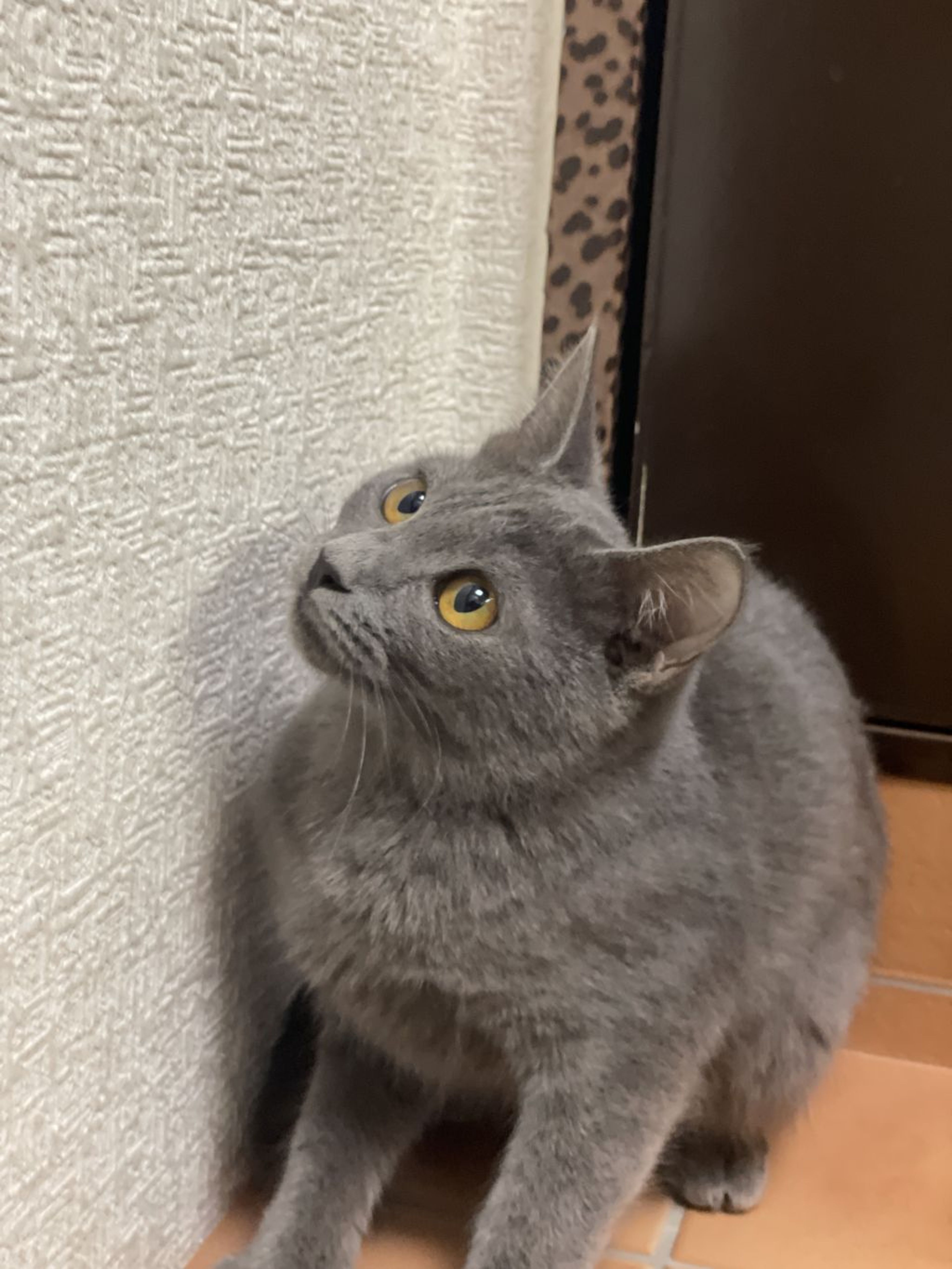 雑種（ミックス猫）・メスの里親募集の写真