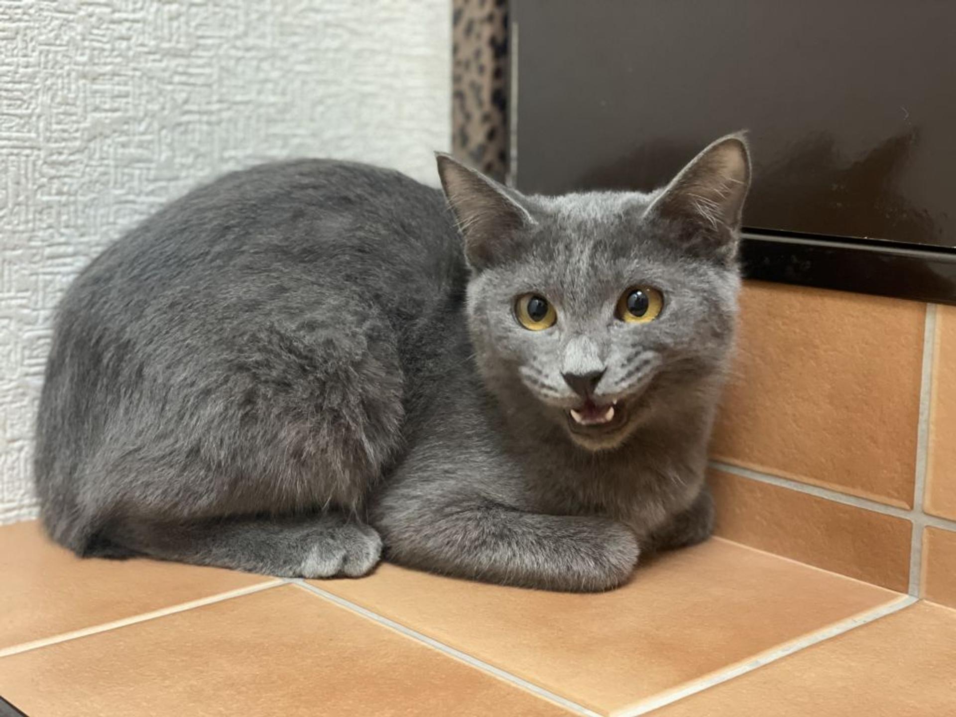 pet-image-3