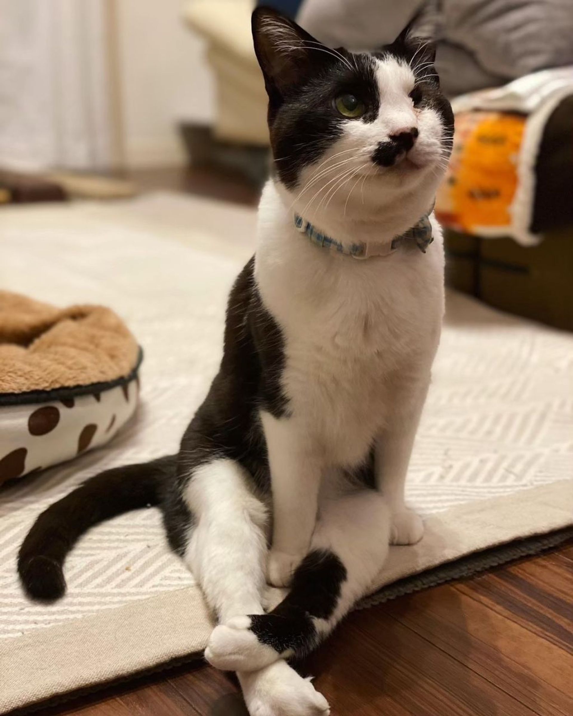 雑種（ミックス猫）・オスの里親募集の写真