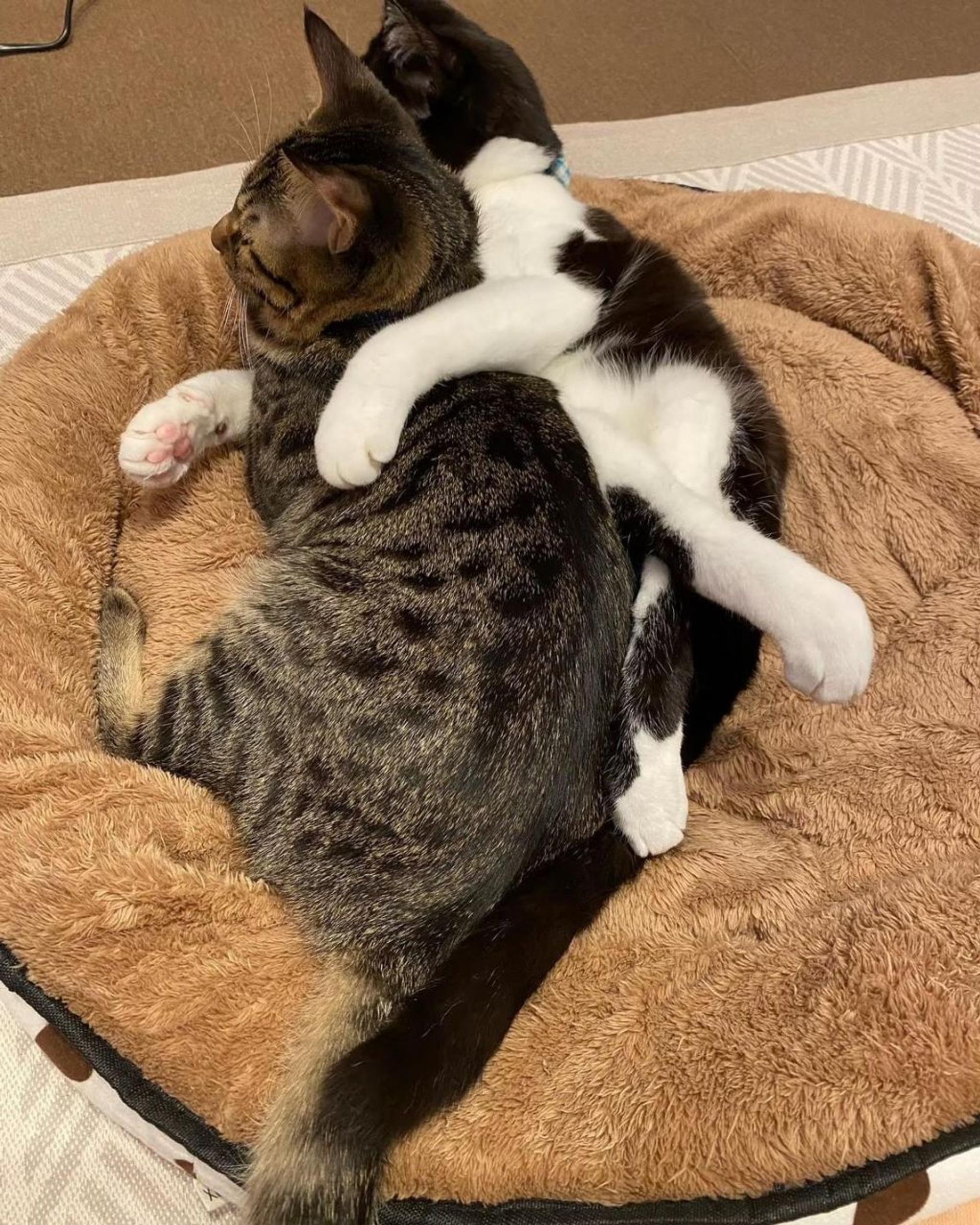 pet-image-4