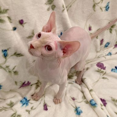 ニベアの写真