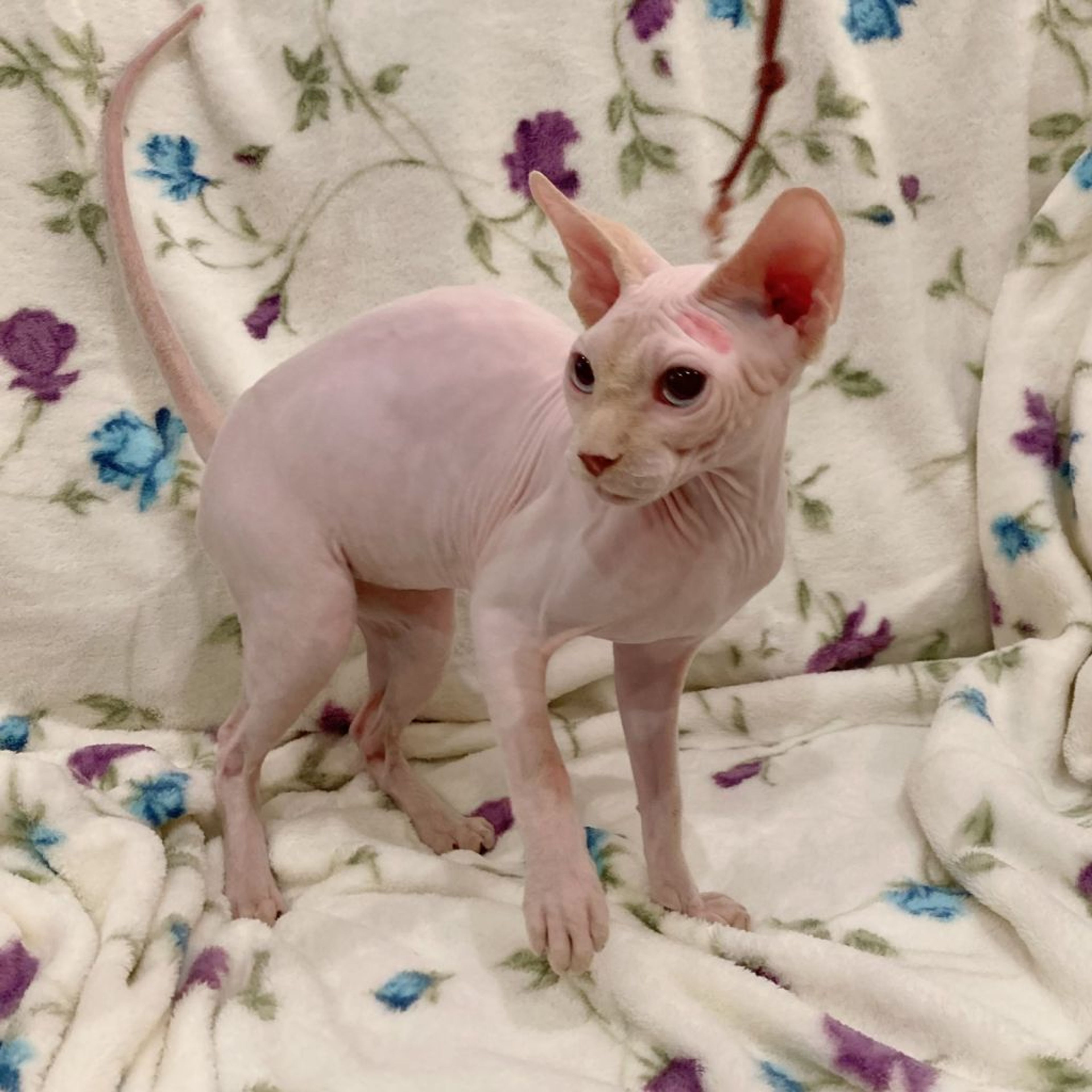 pet-image-3