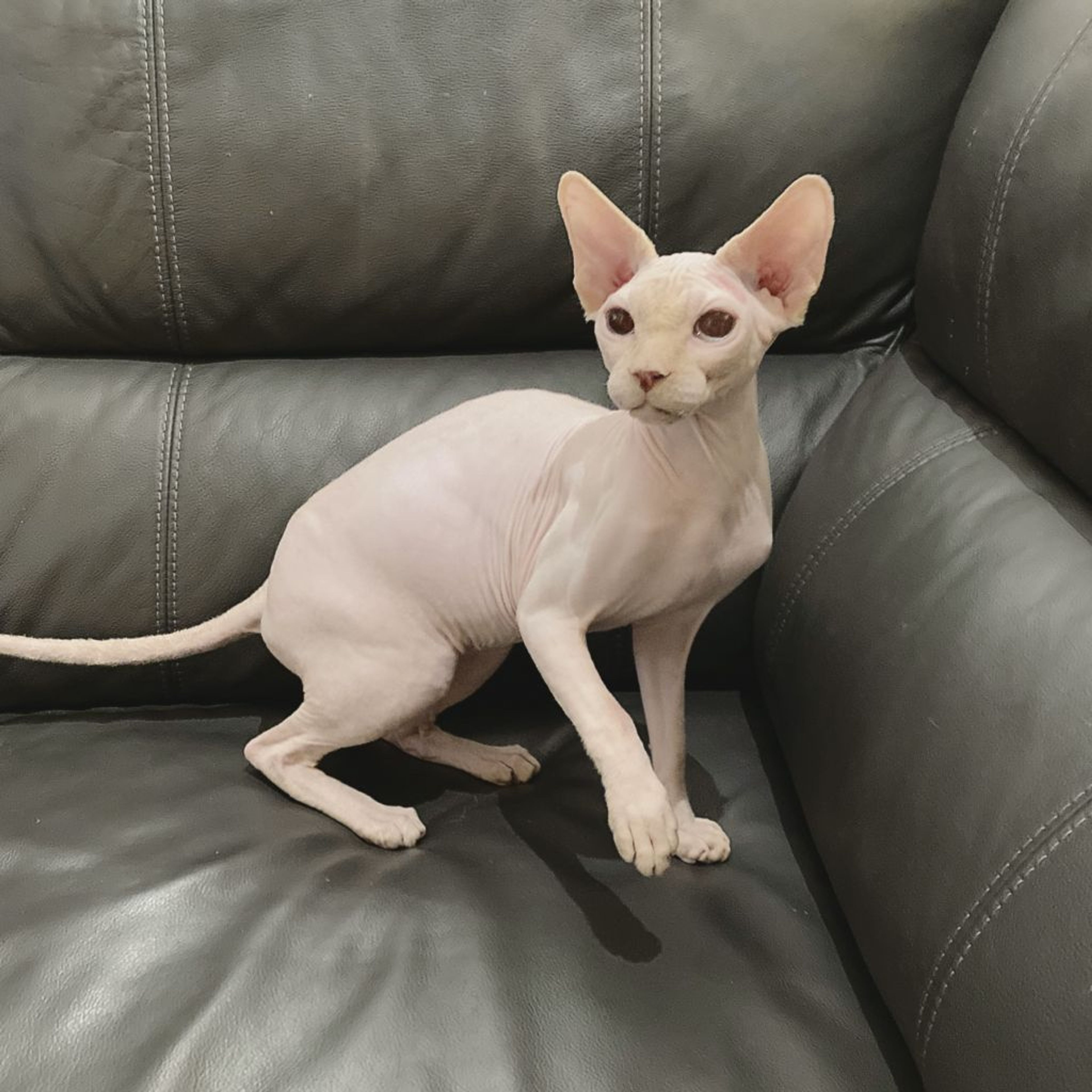 pet-image-4