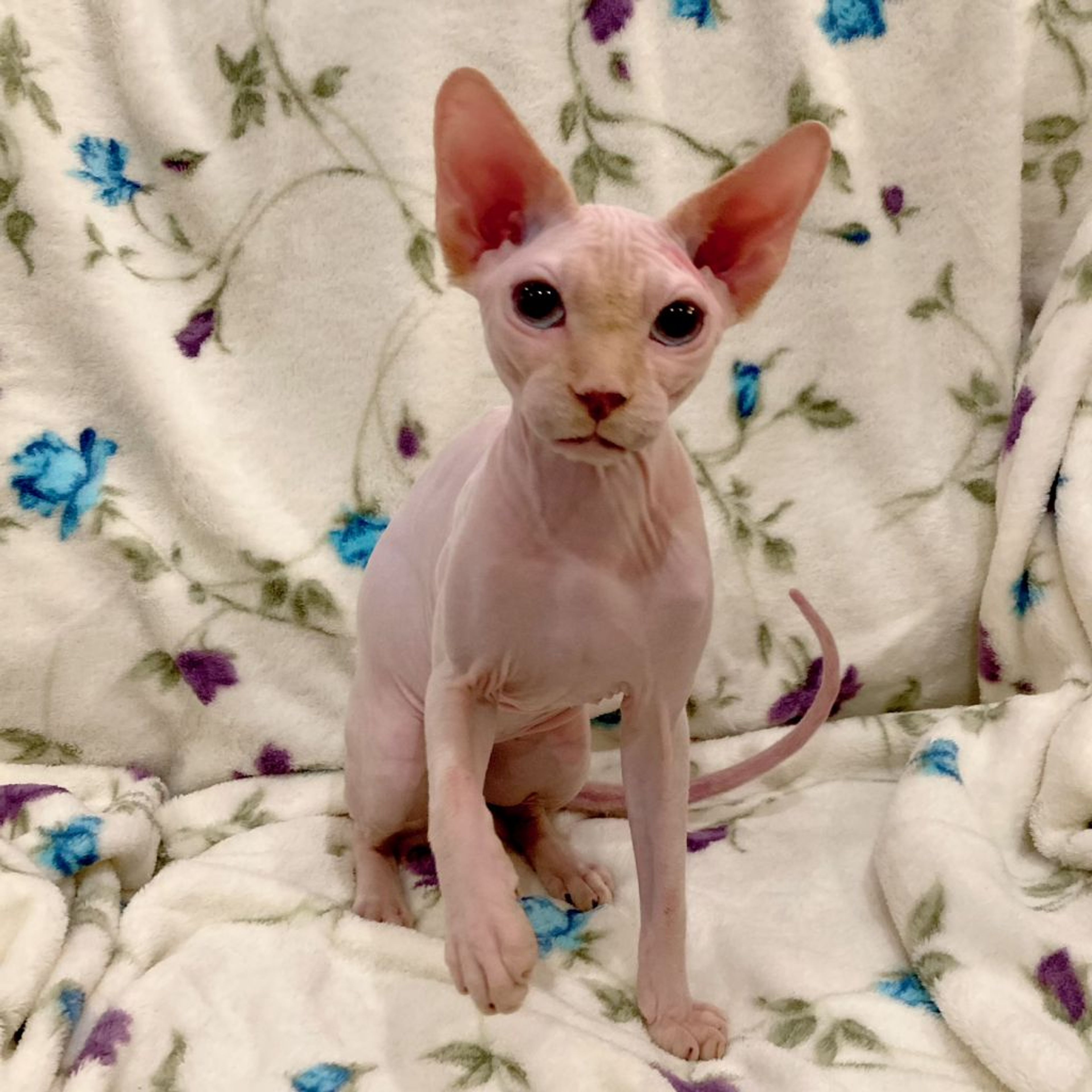 pet-image-5