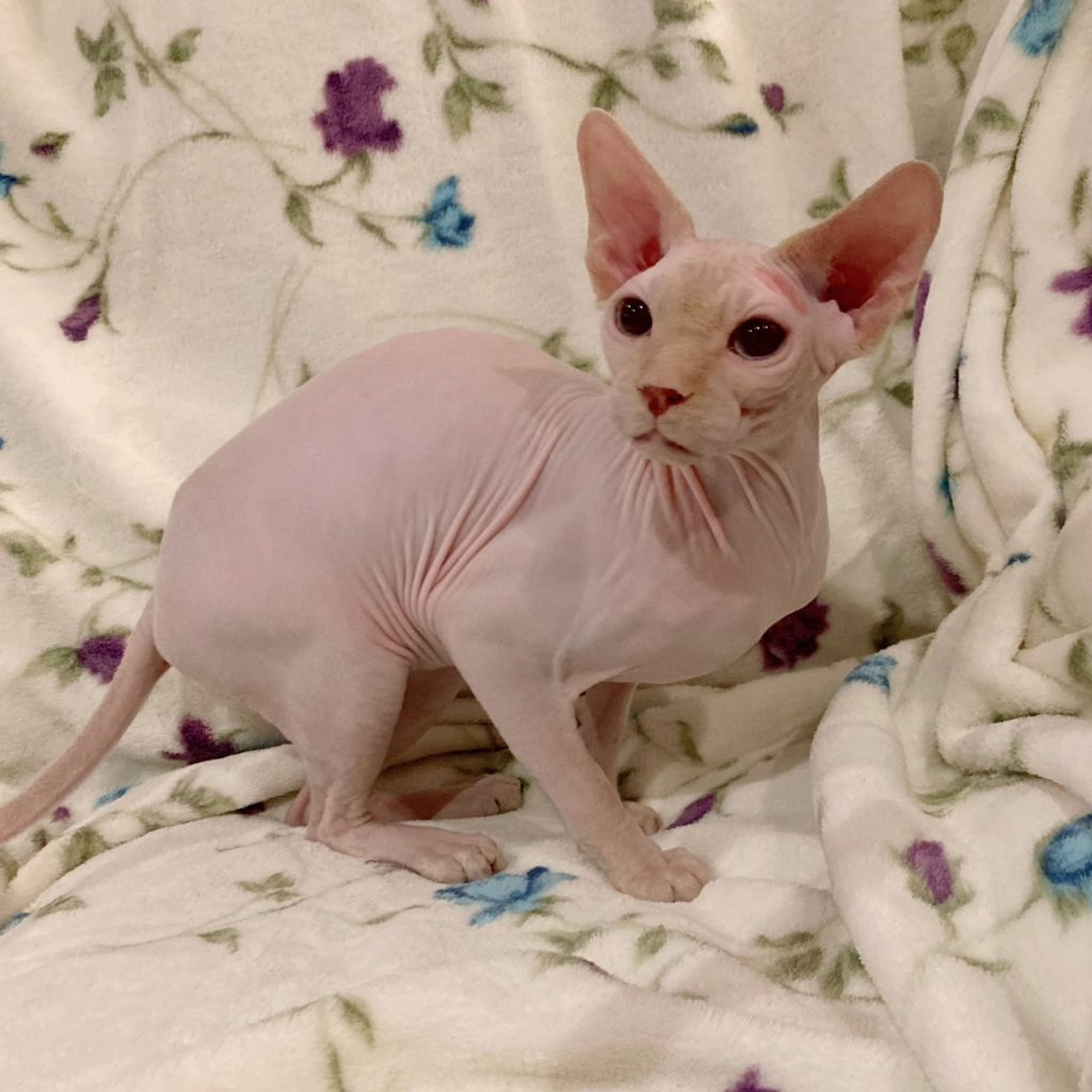 pet-image-6
