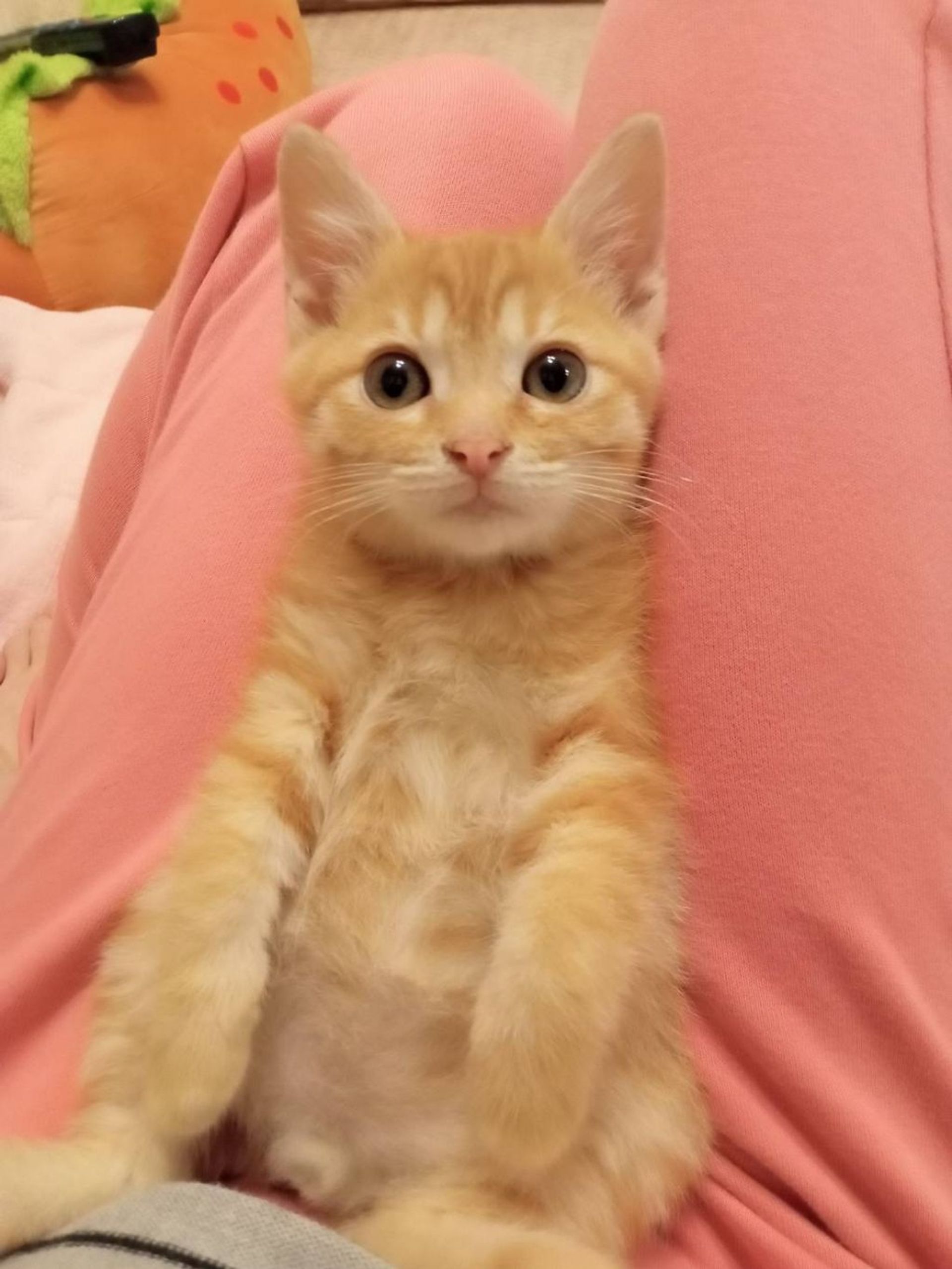 雑種（ミックス猫）・オスの里親募集の写真