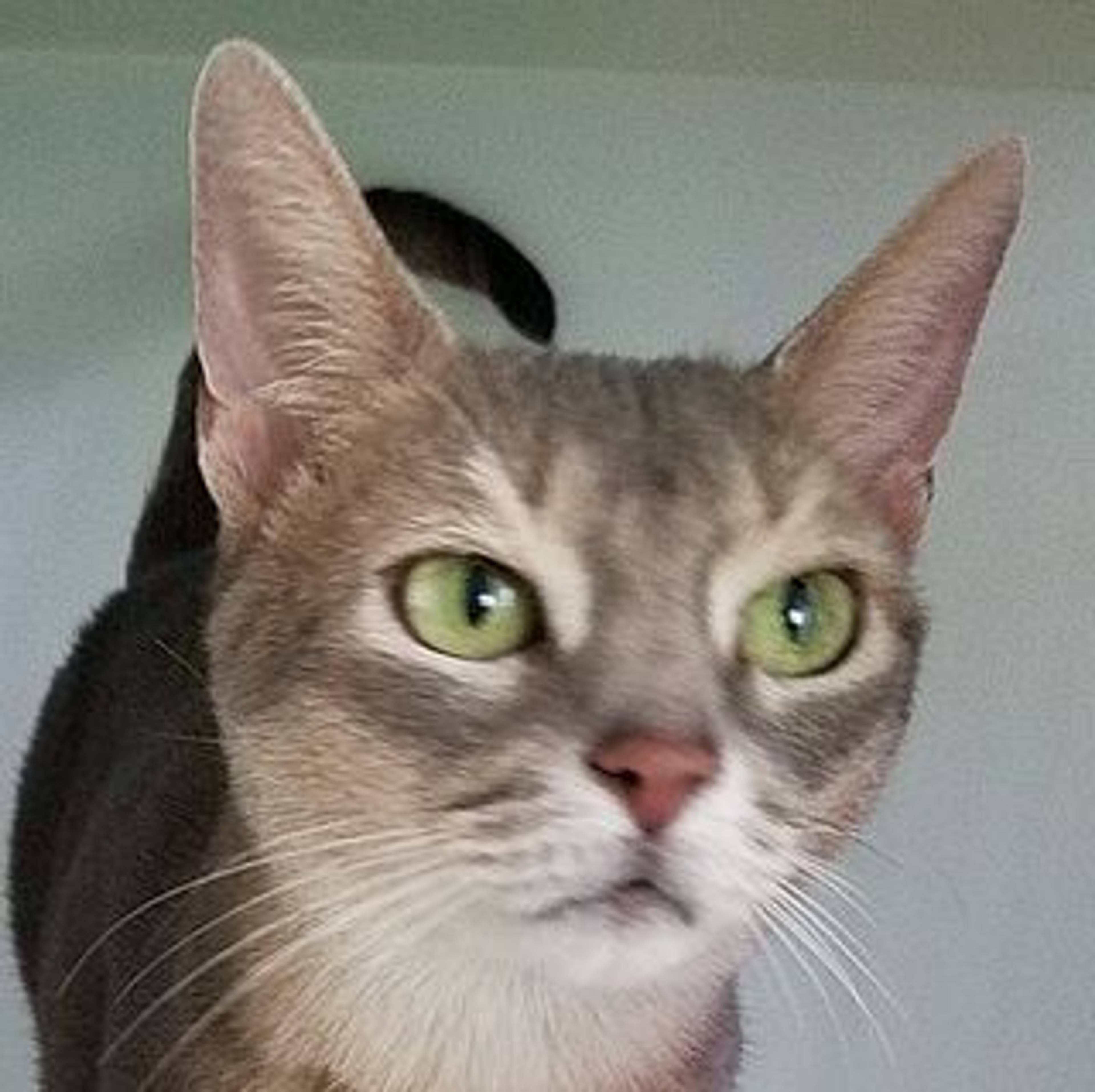 アビシニアン・メスの里親募集の写真