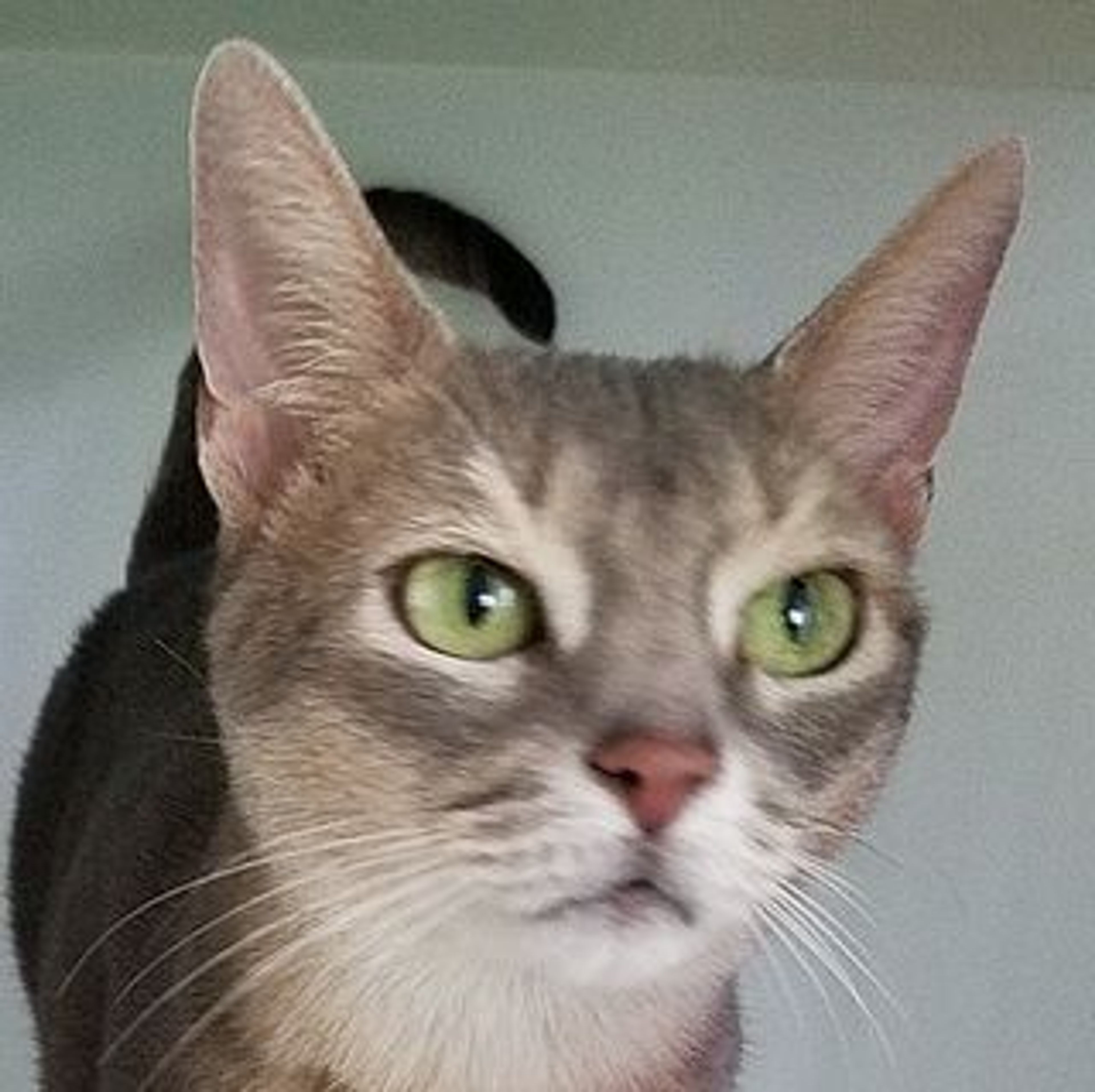 アビシニアン・メスの里親募集の写真