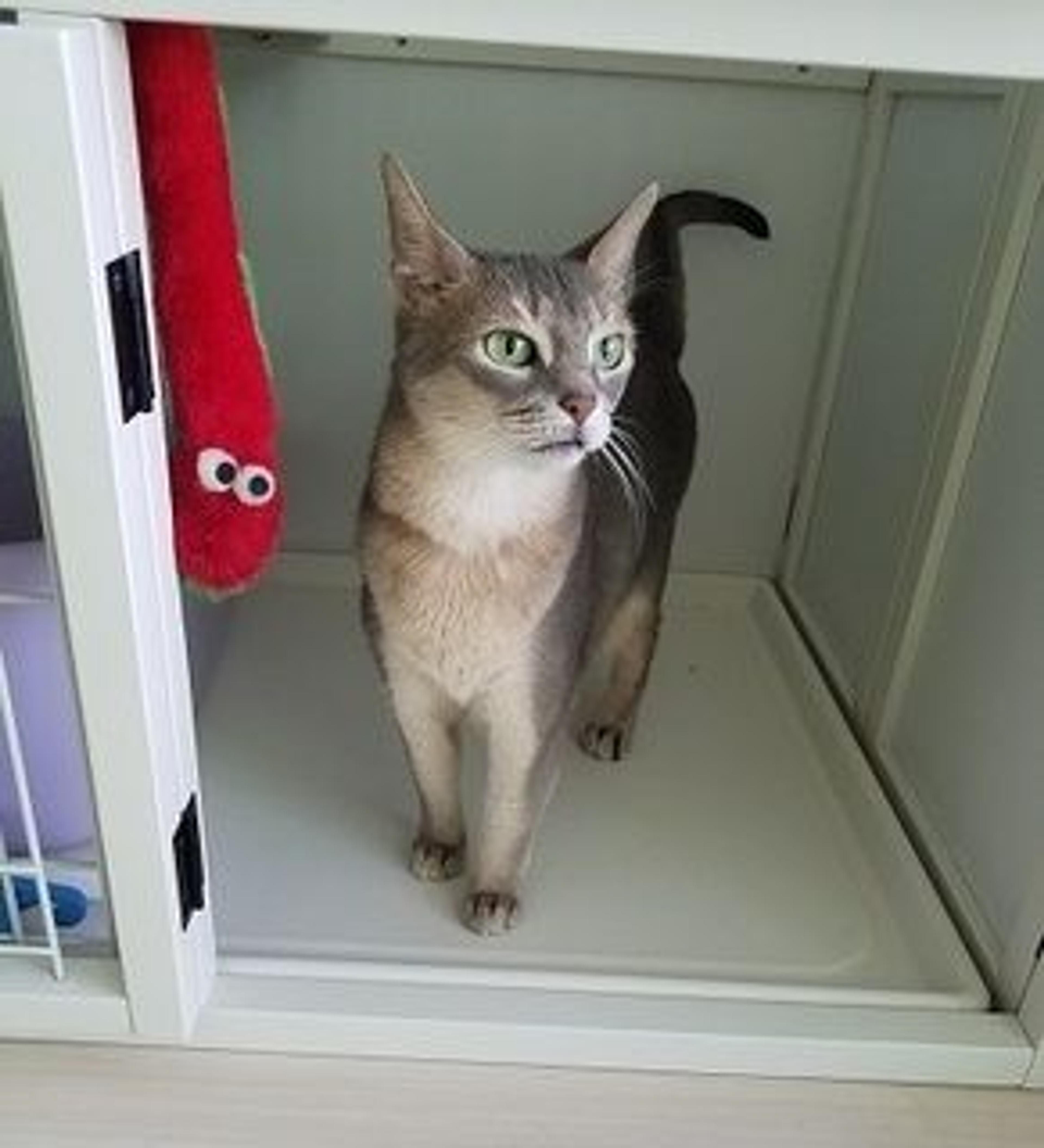 pet-image-2