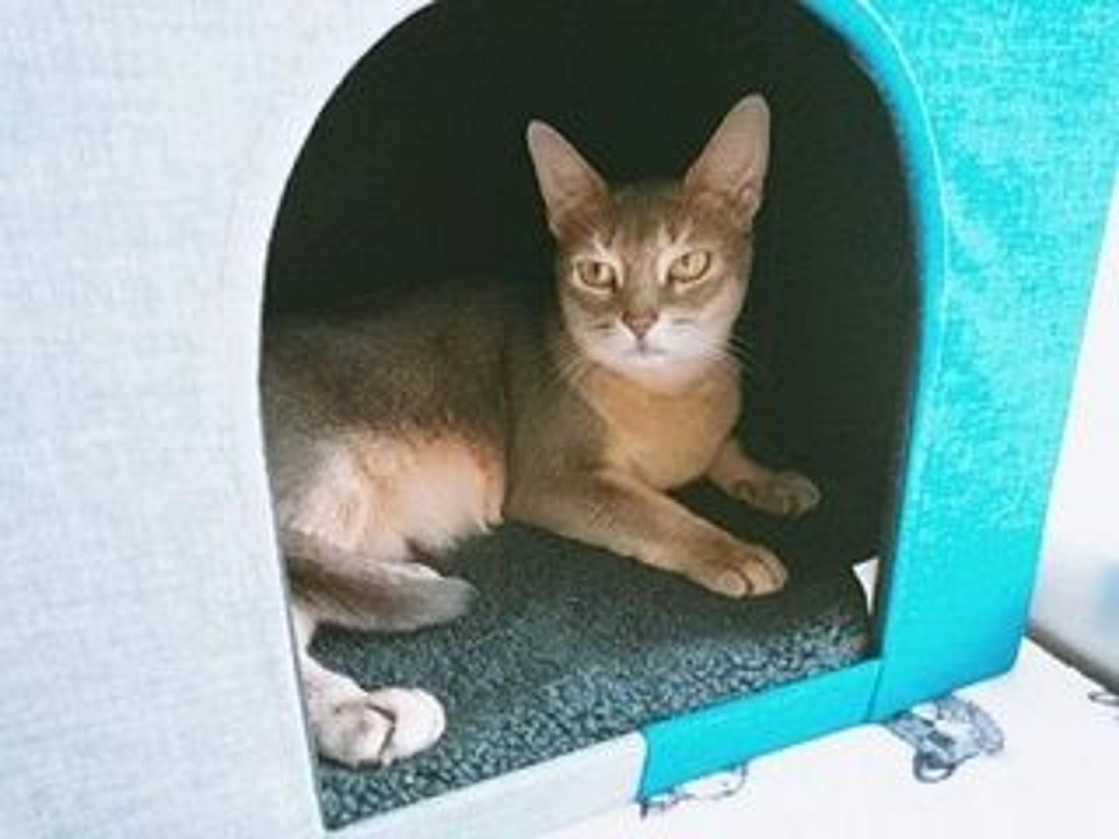 pet-image-3