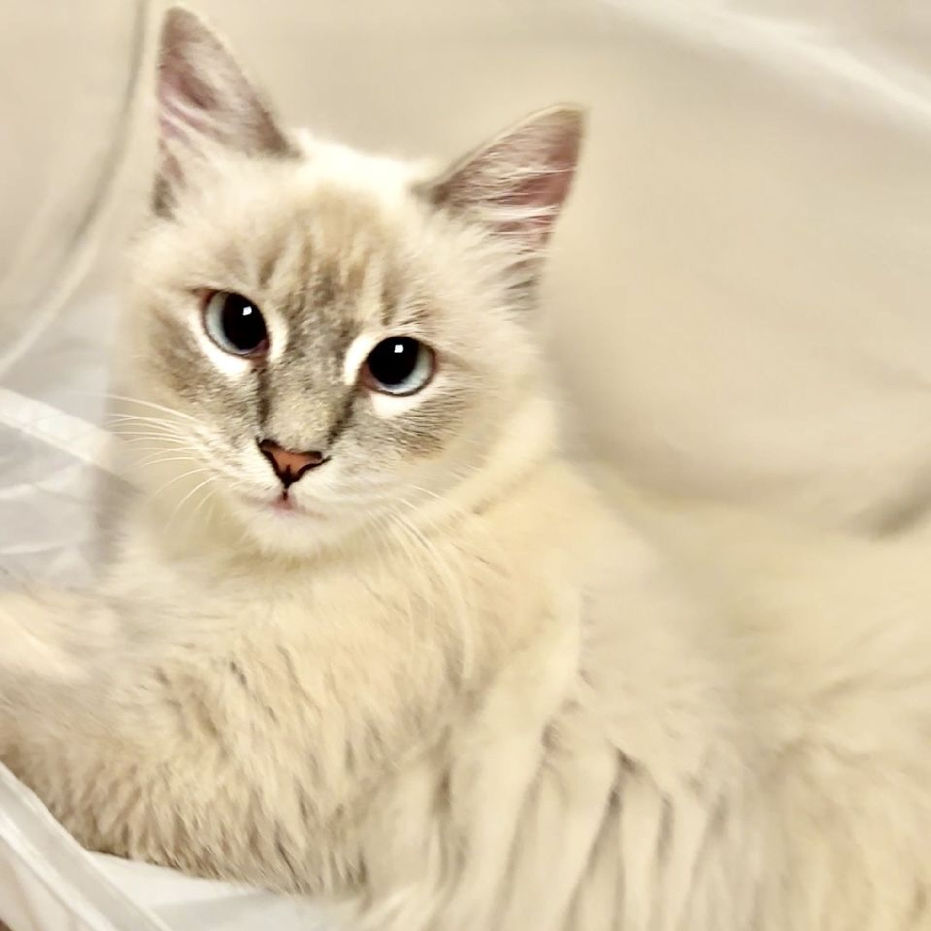 雑種（ミックス猫）・メスの里親募集の写真