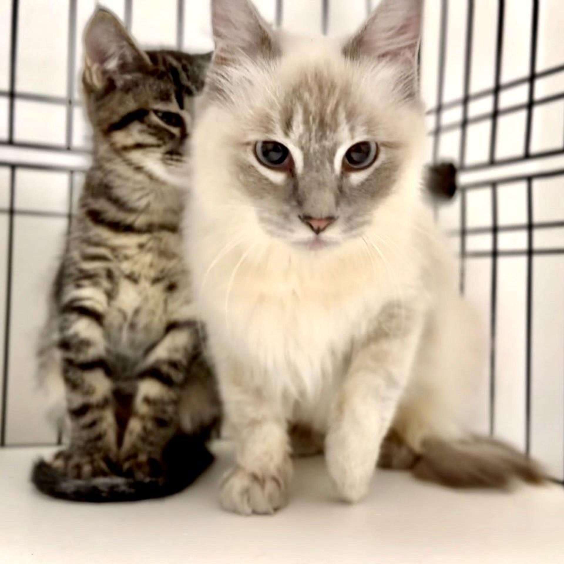 pet-image-9