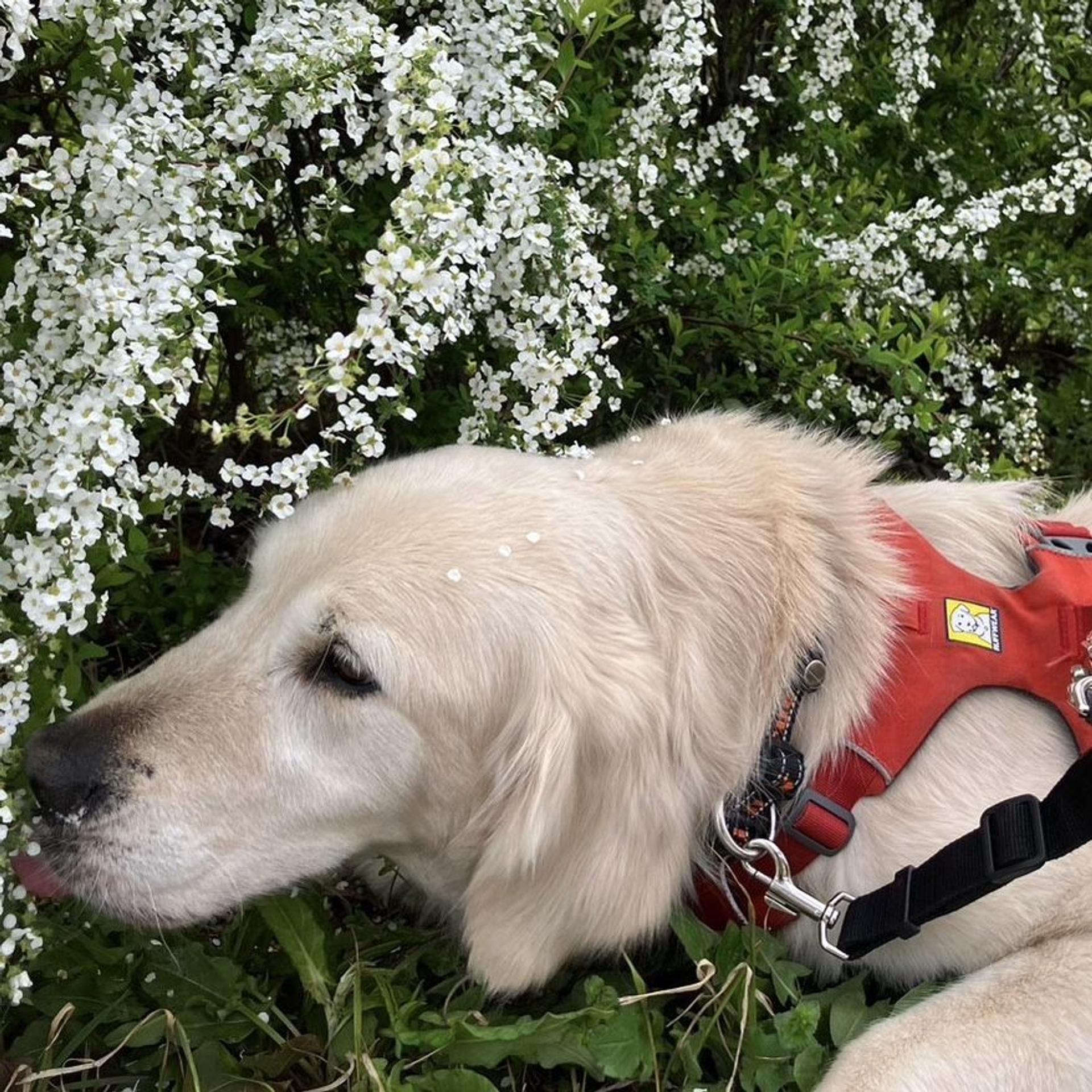 pet-image-4