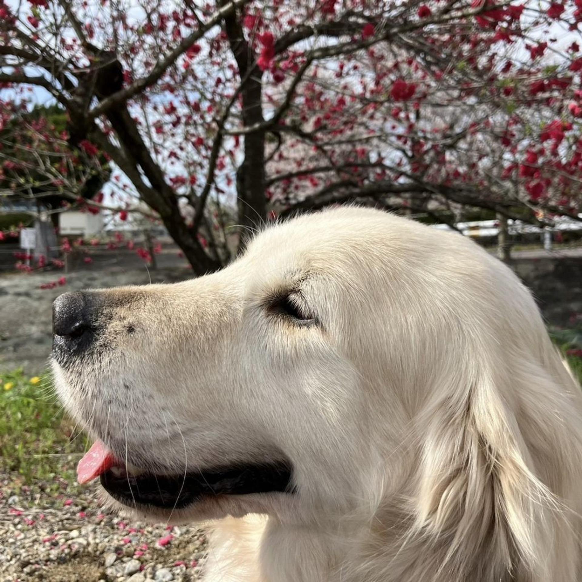 pet-image-6