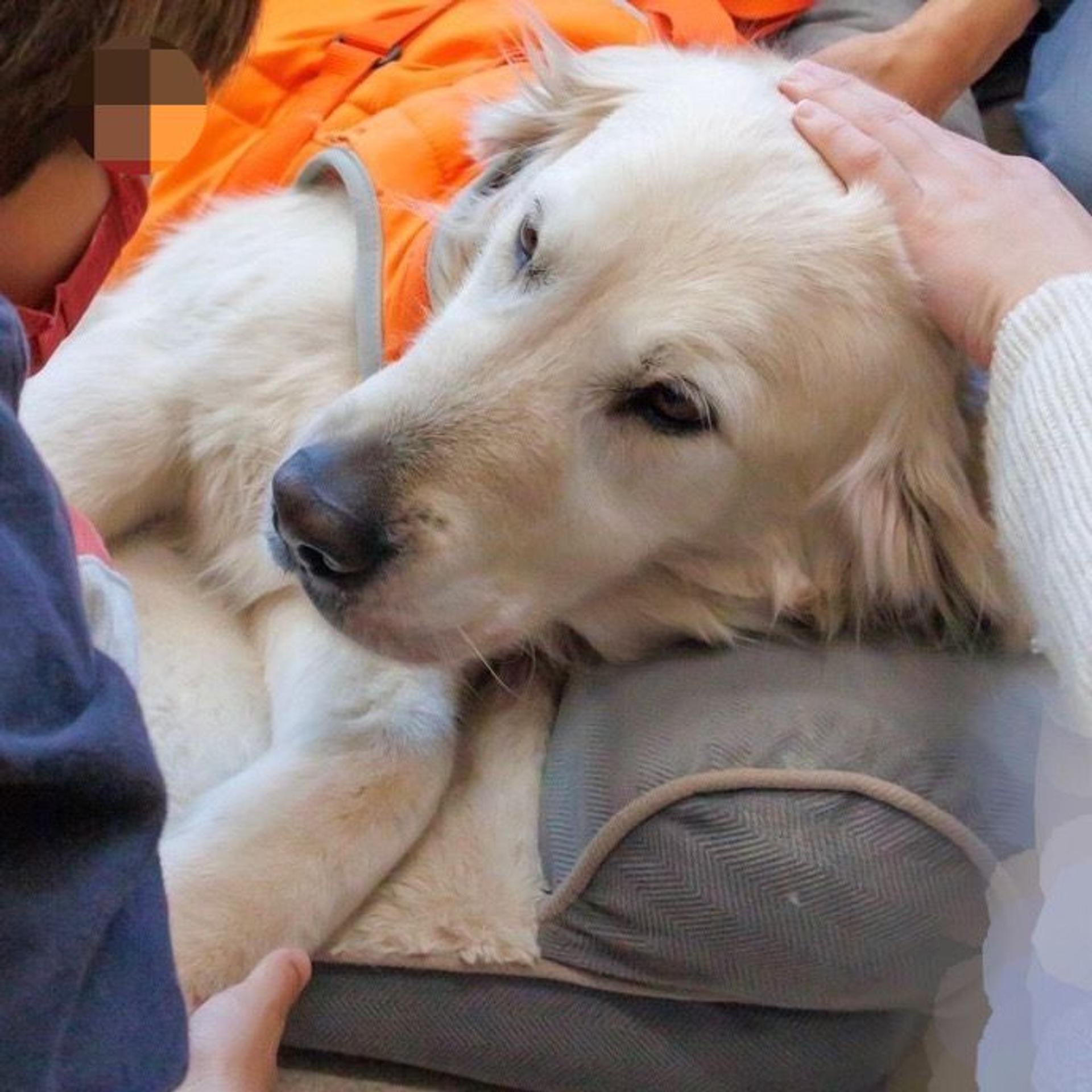 pet-image-7