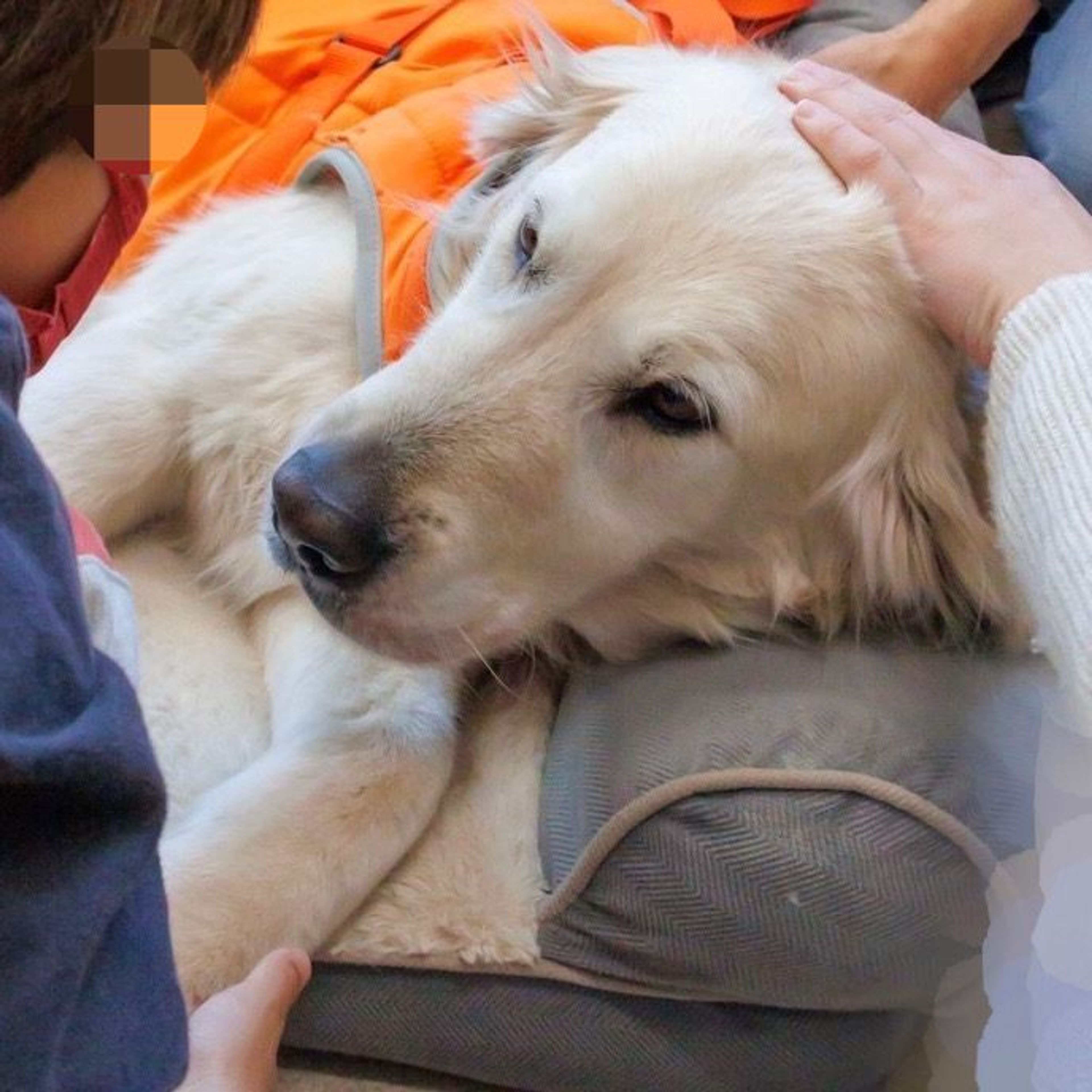 pet-image-7