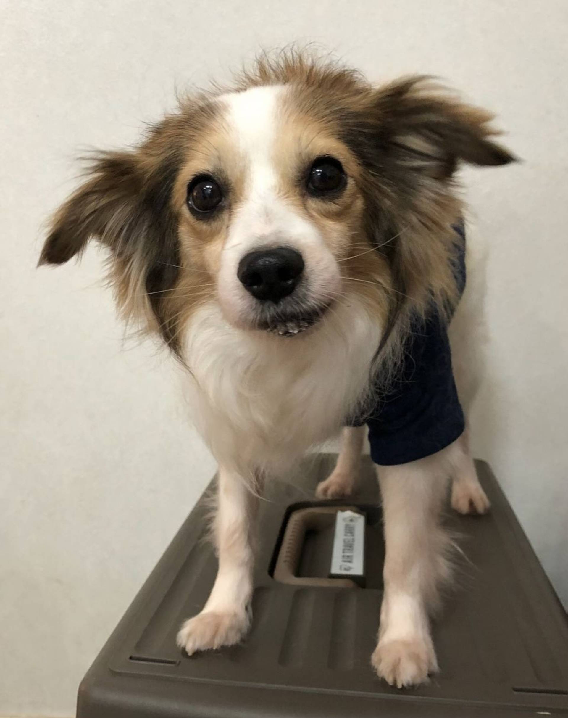 雑種（ミックス犬）・オスの里親募集の写真