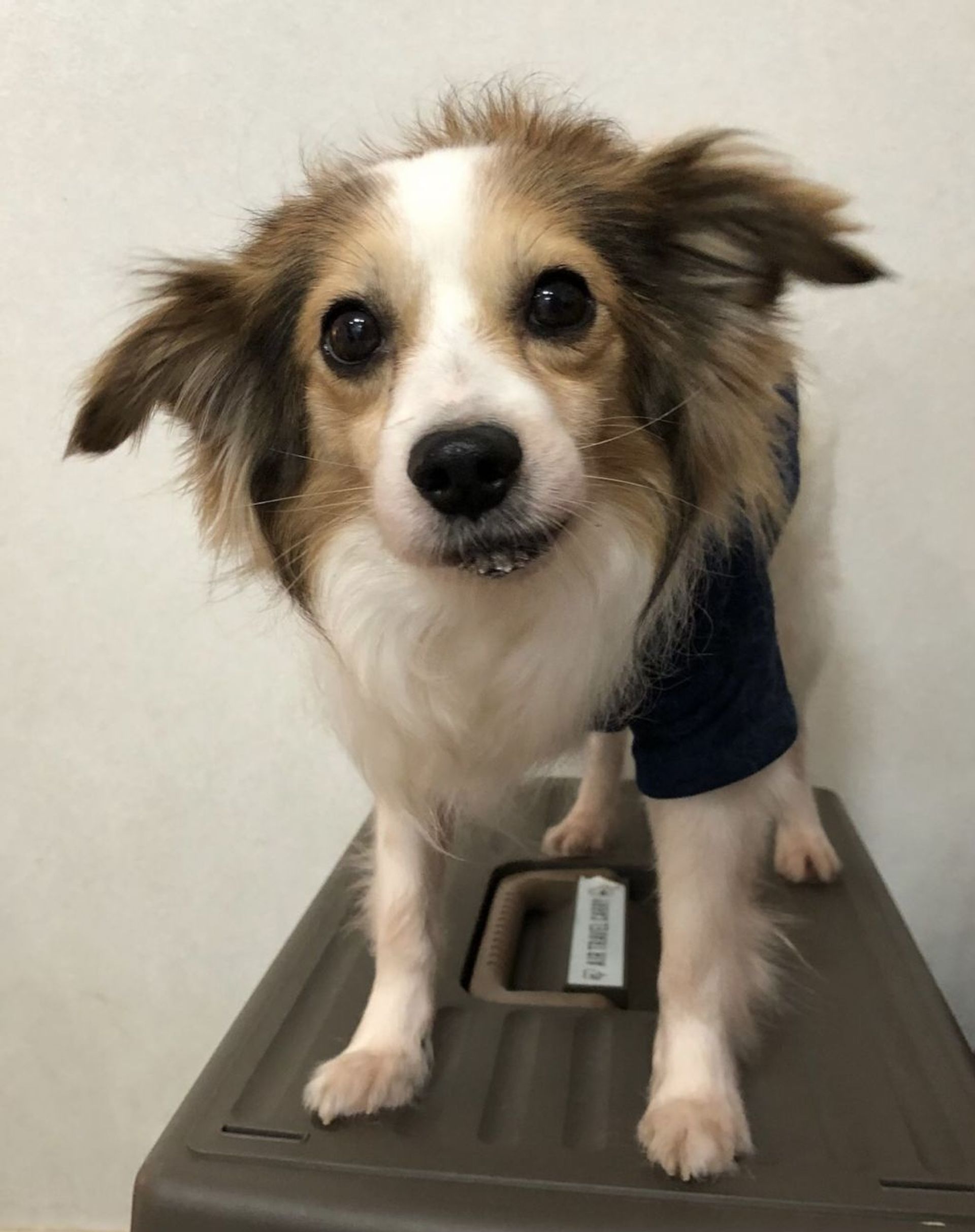 雑種（ミックス犬）・オスの里親募集の写真