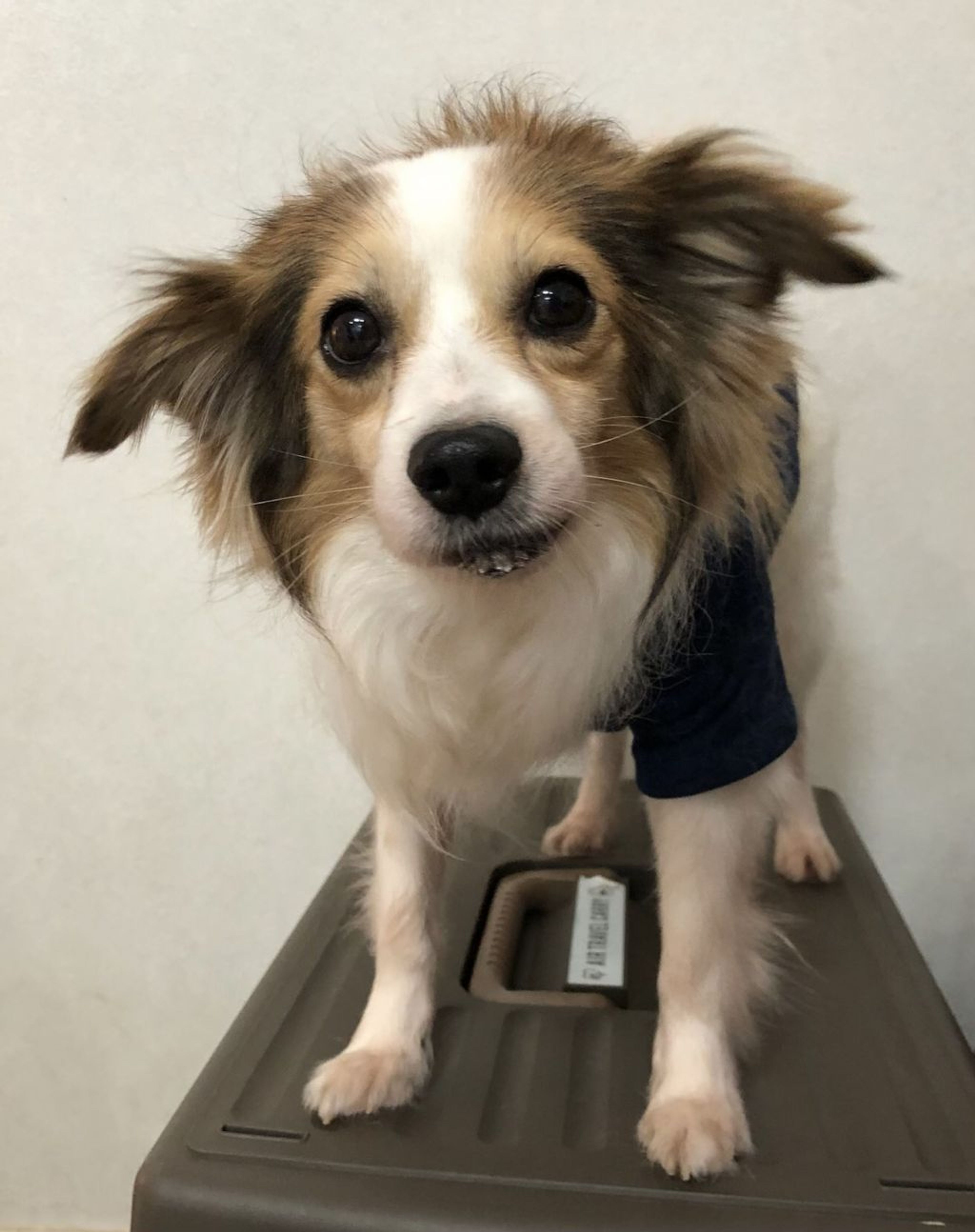 雑種（ミックス犬）・オスの里親募集の写真