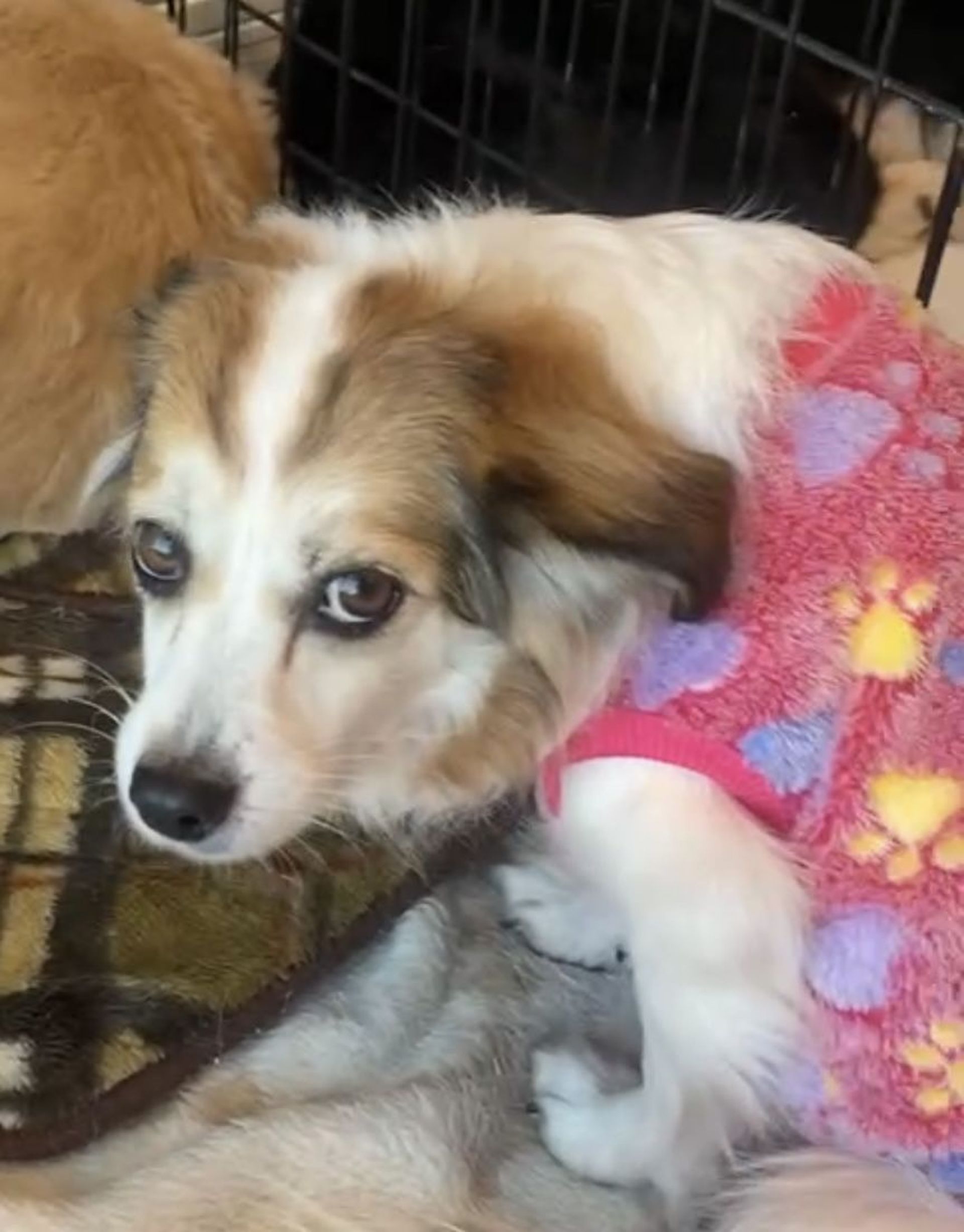雑種（ミックス犬）・メスの里親募集の写真