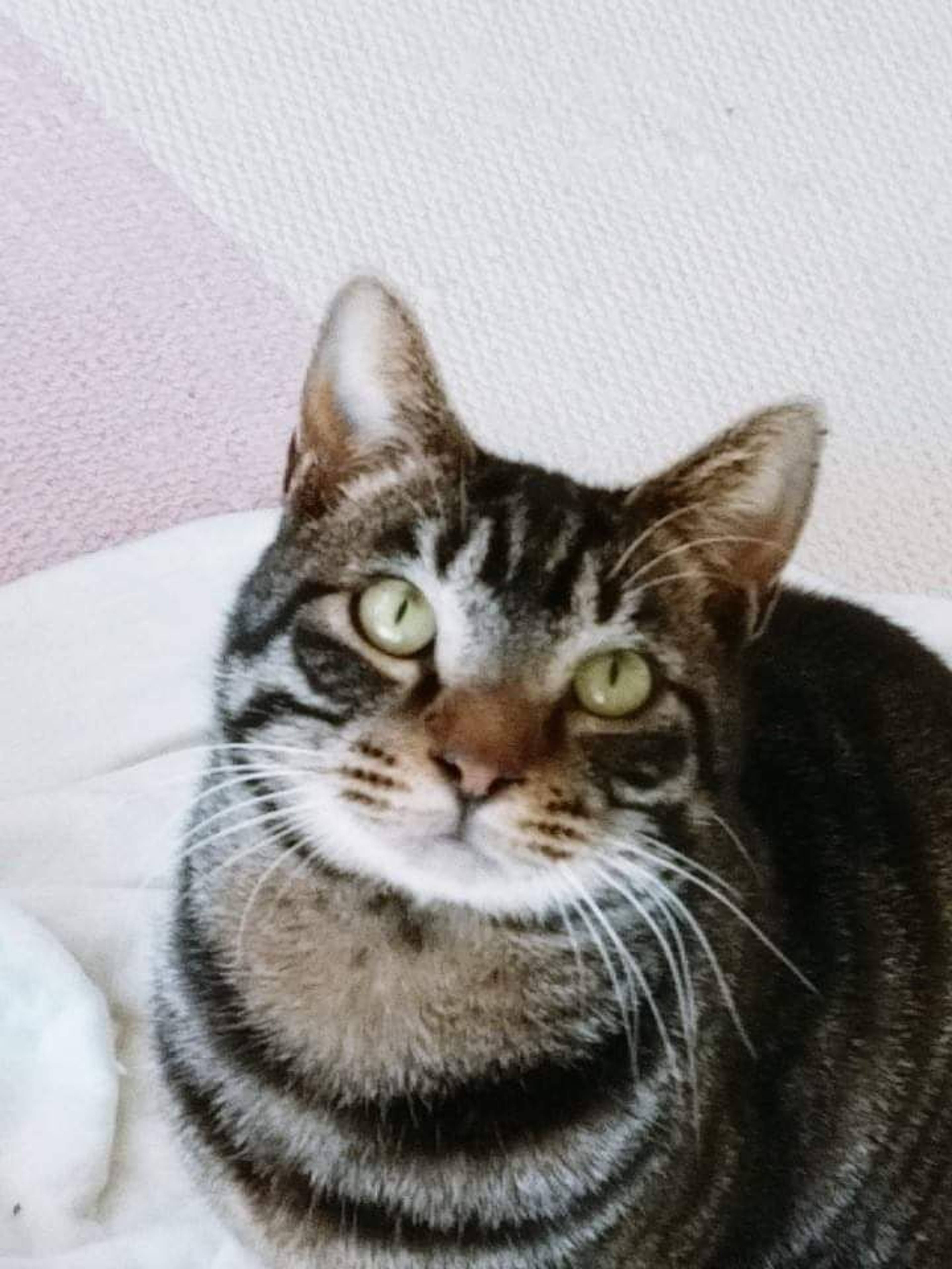 雑種（ミックス猫）・メスの里親募集の写真