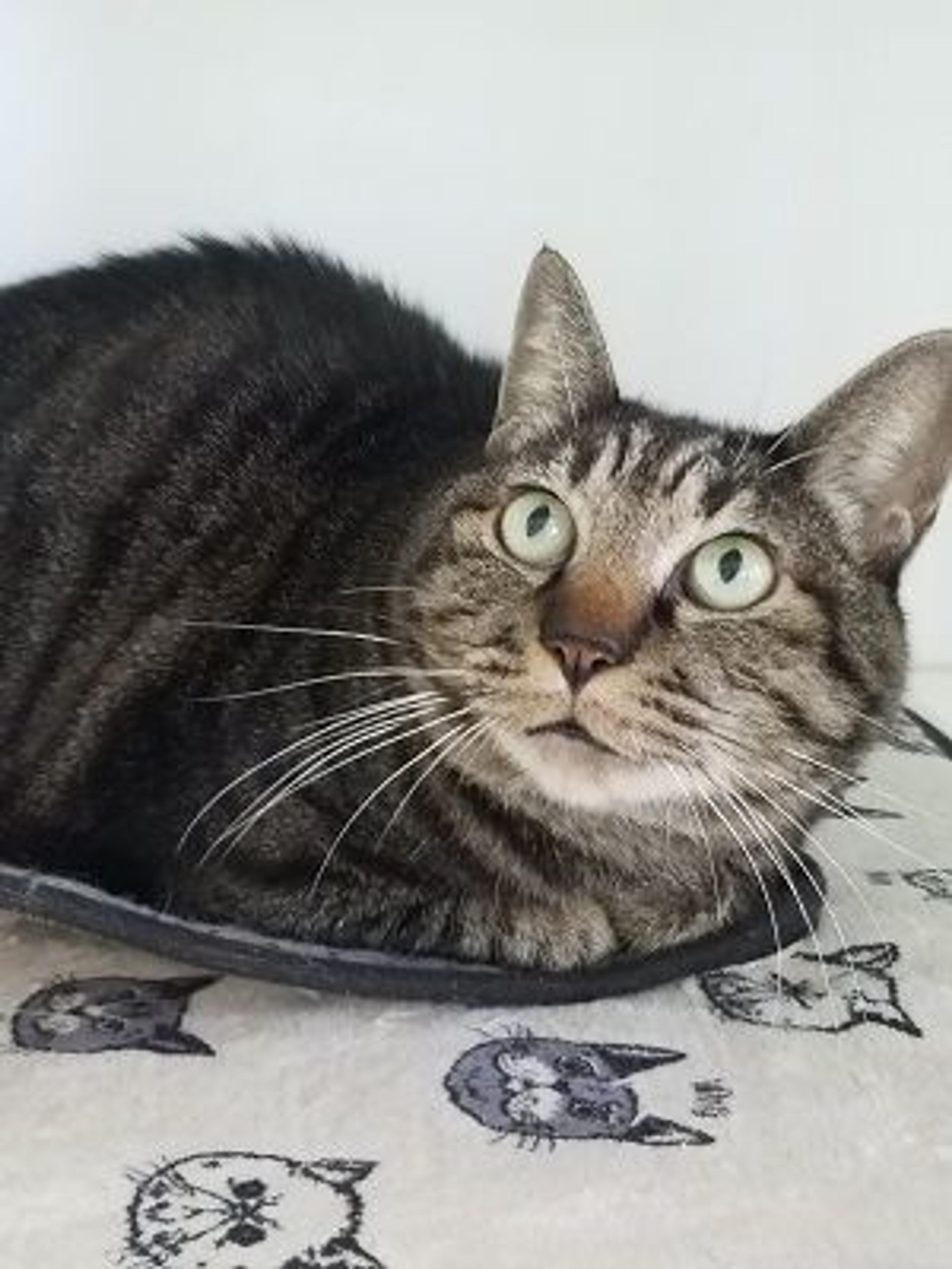 pet-image-2