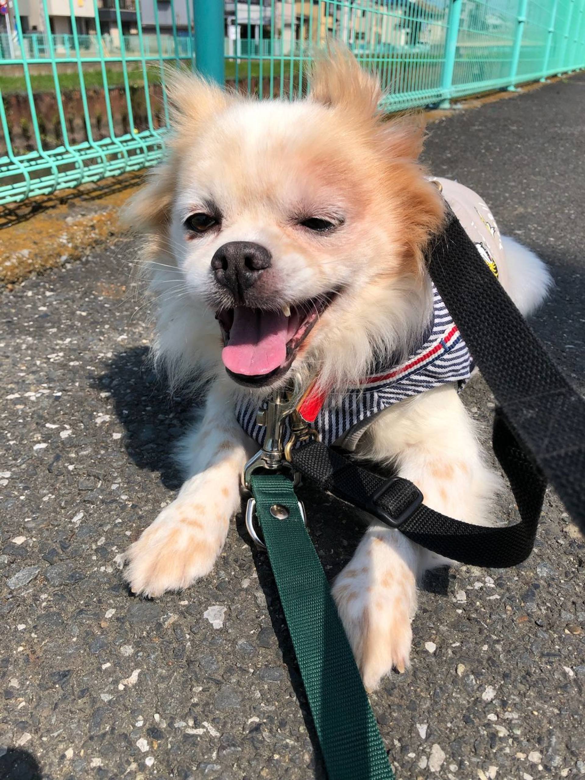 雑種（ミックス犬）・オスの里親募集の写真