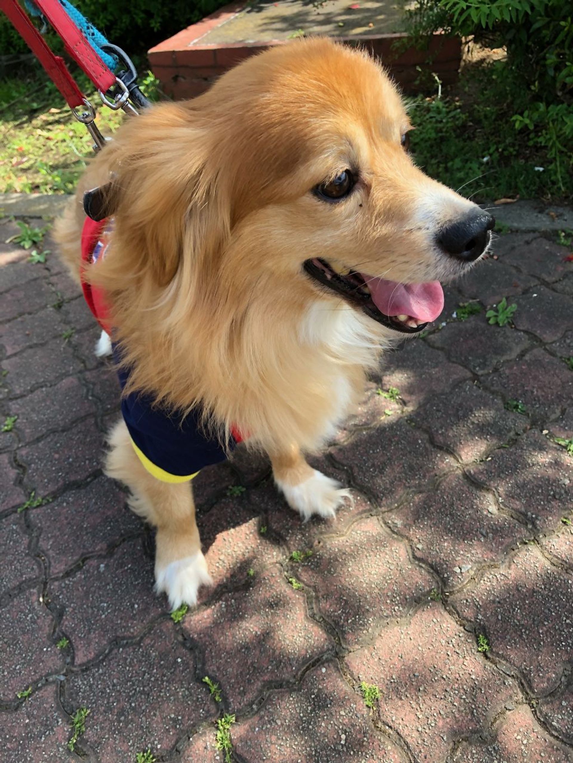 雑種（ミックス犬）・オスの里親募集の写真