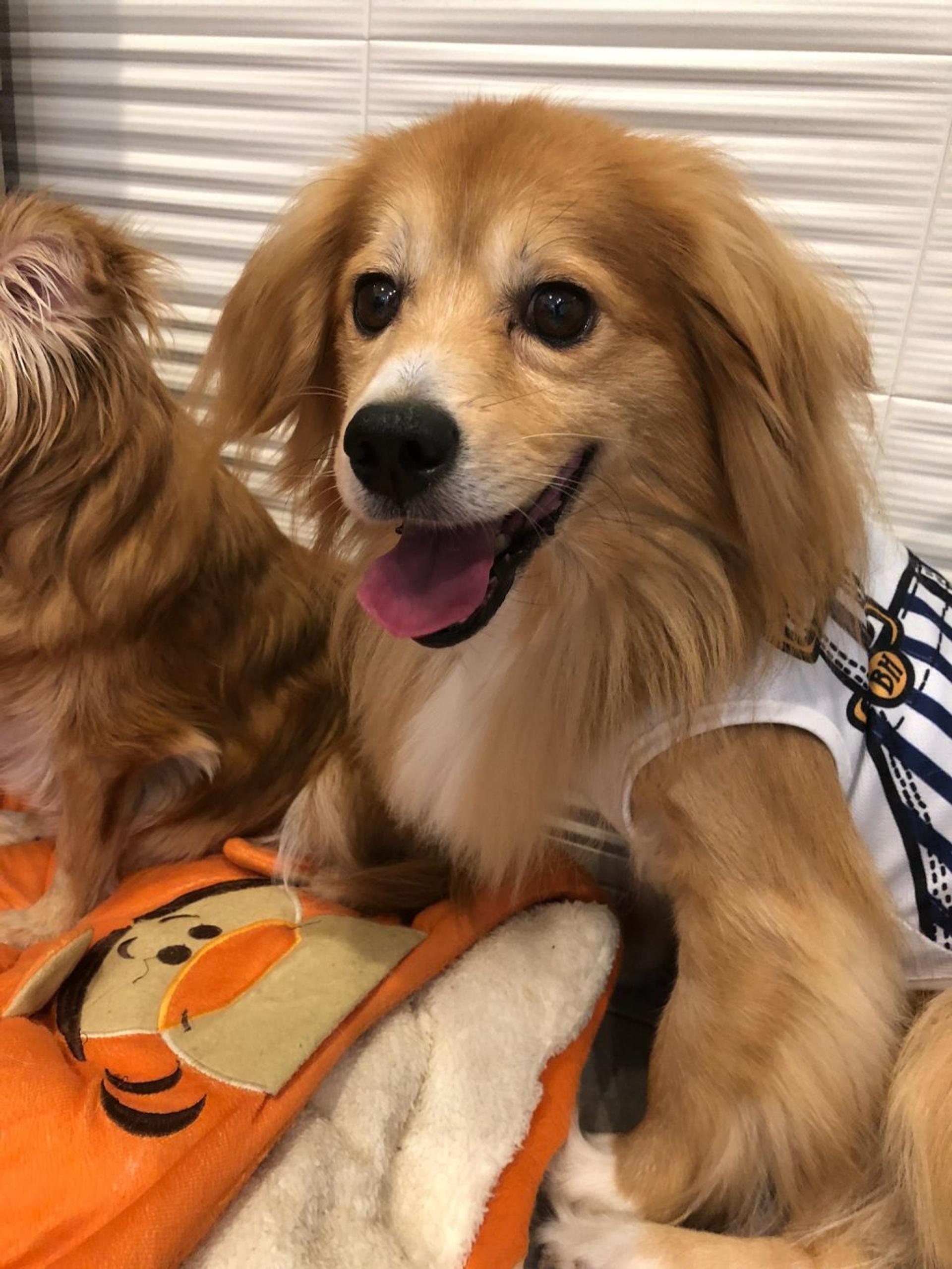 pet-image-3