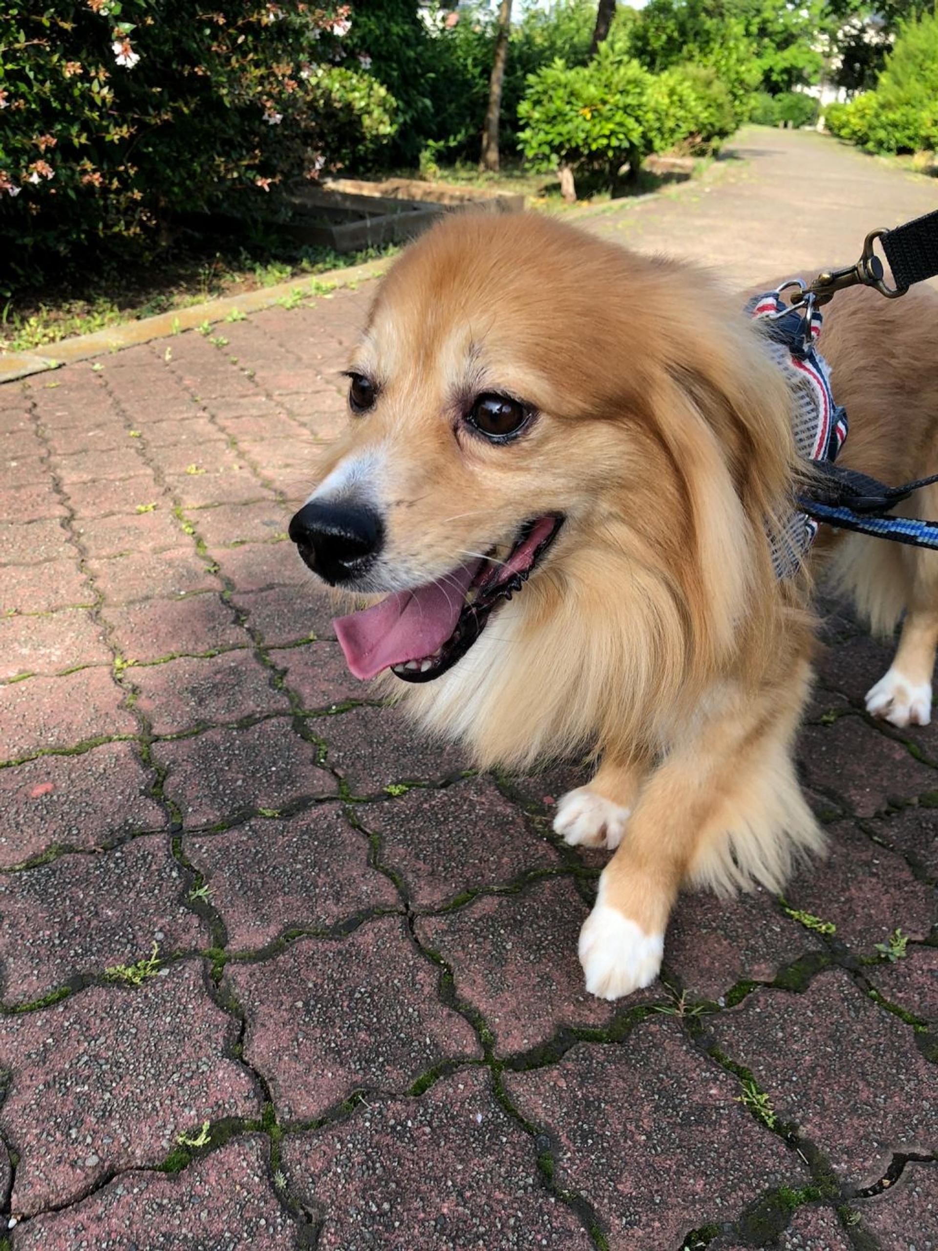 pet-image-2