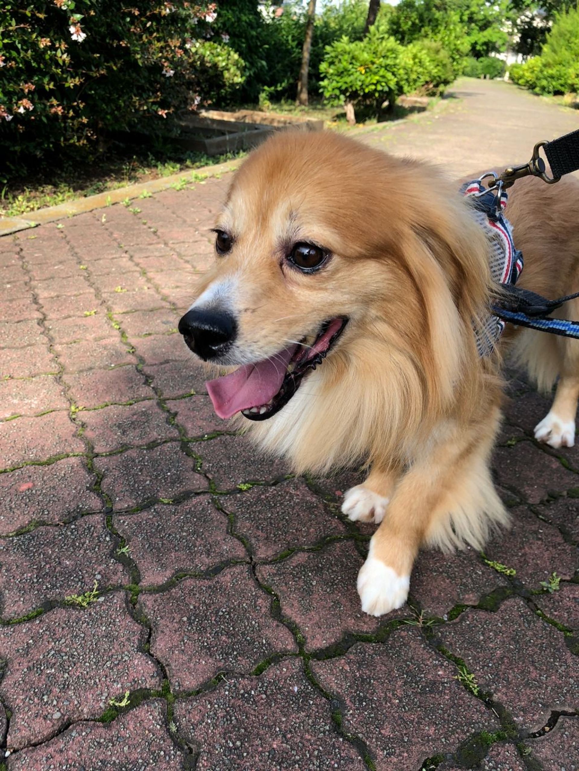 雑種（ミックス犬）・オスの里親募集の写真