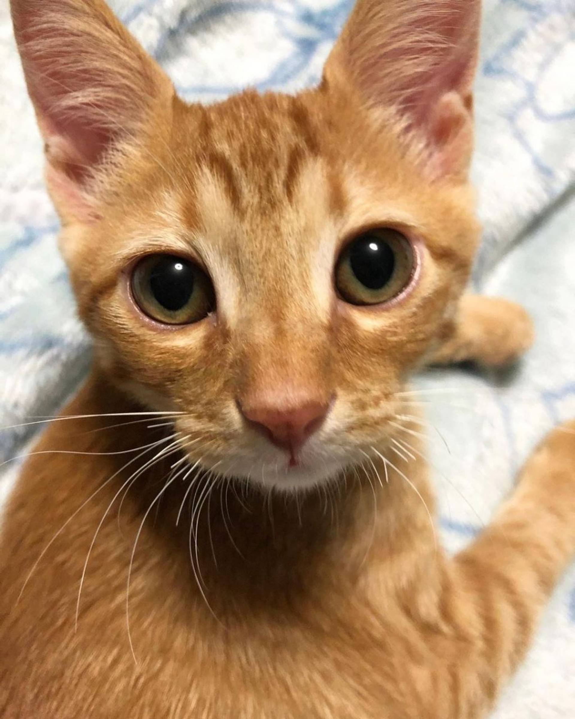 雑種（ミックス猫）・オスの里親募集の写真
