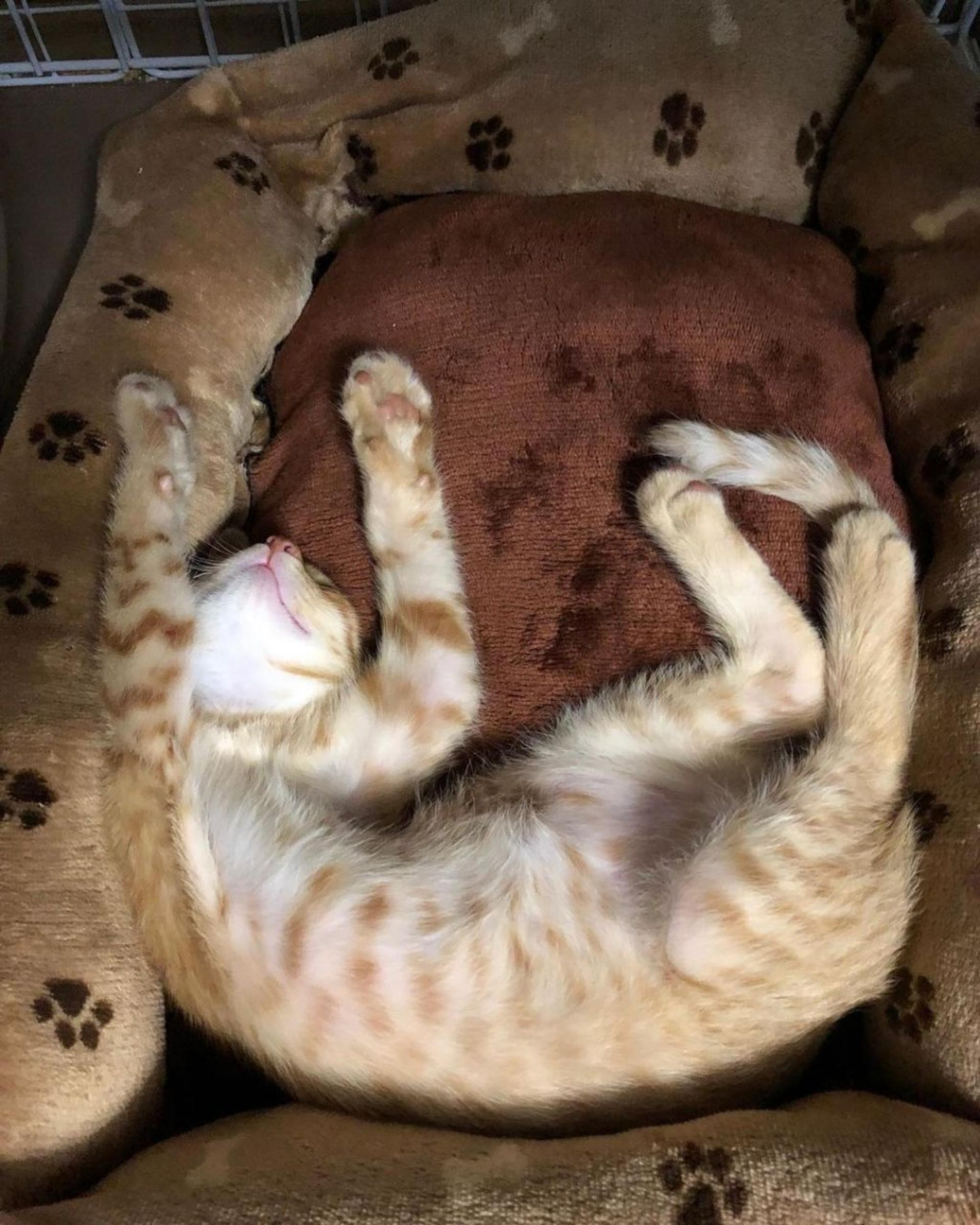 pet-image-4