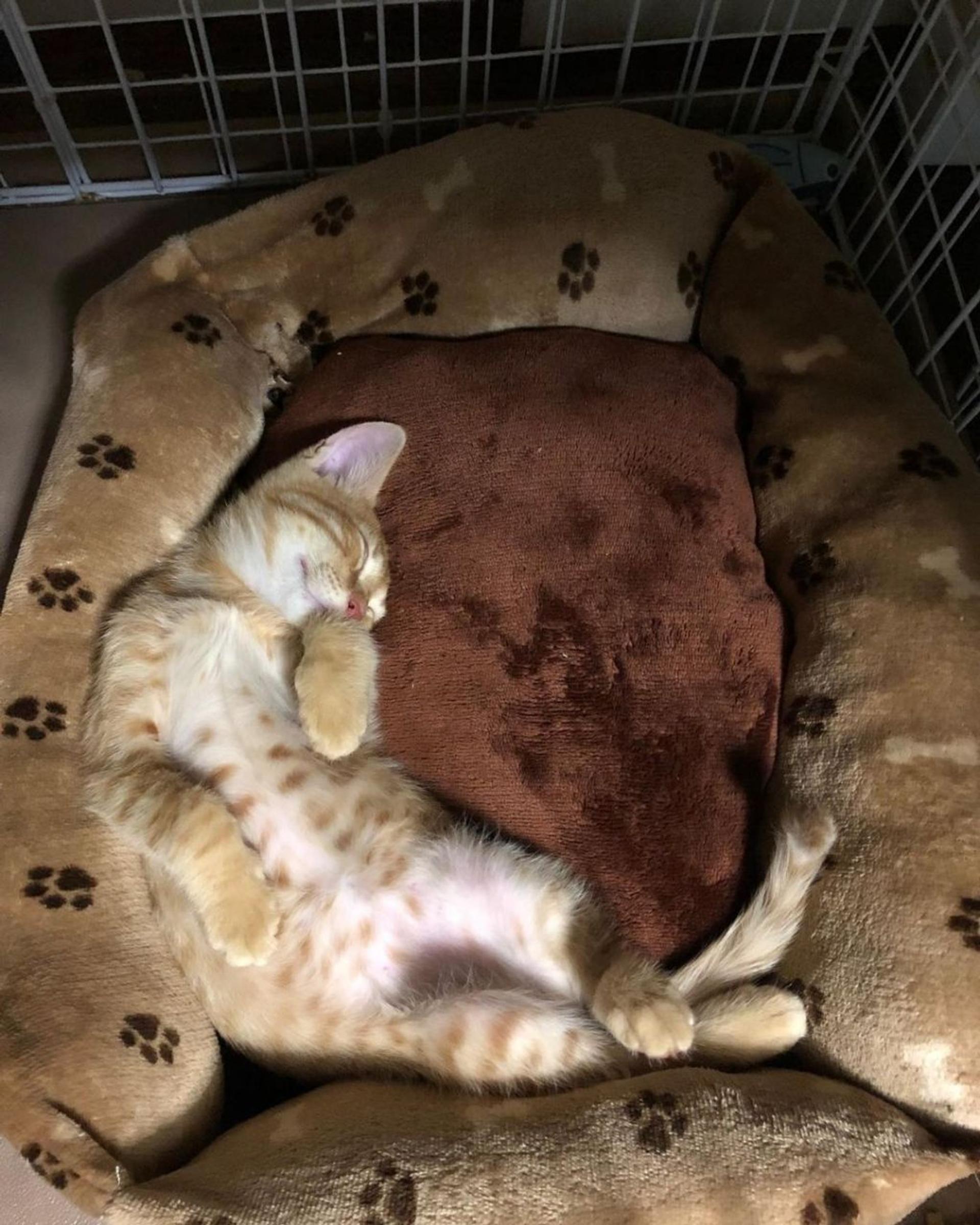 pet-image-5
