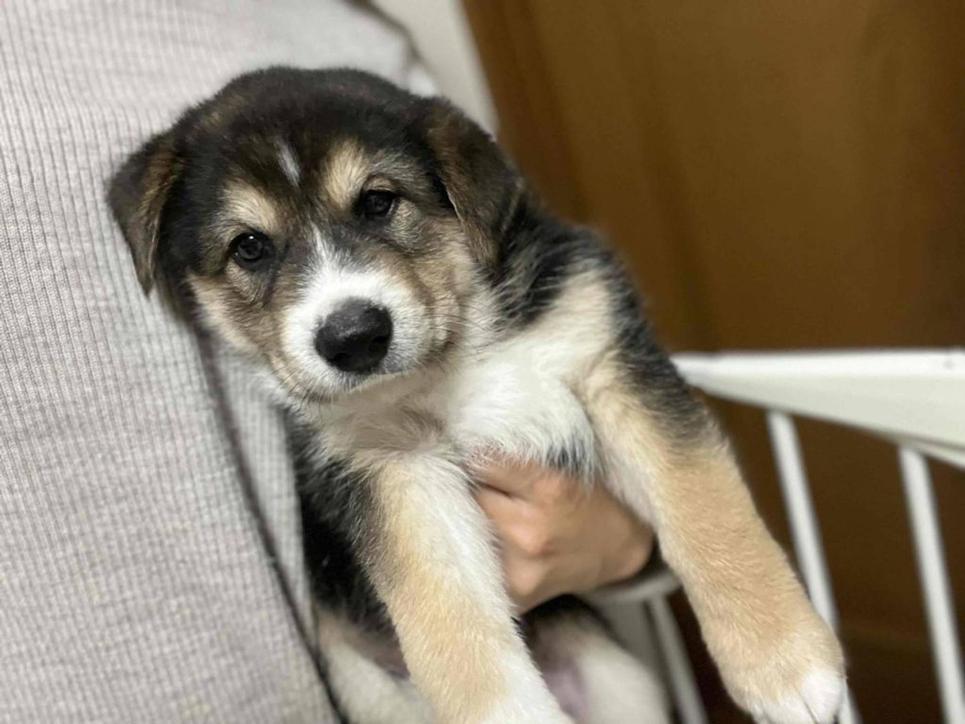 雑種（ミックス犬）・オスの里親募集の写真