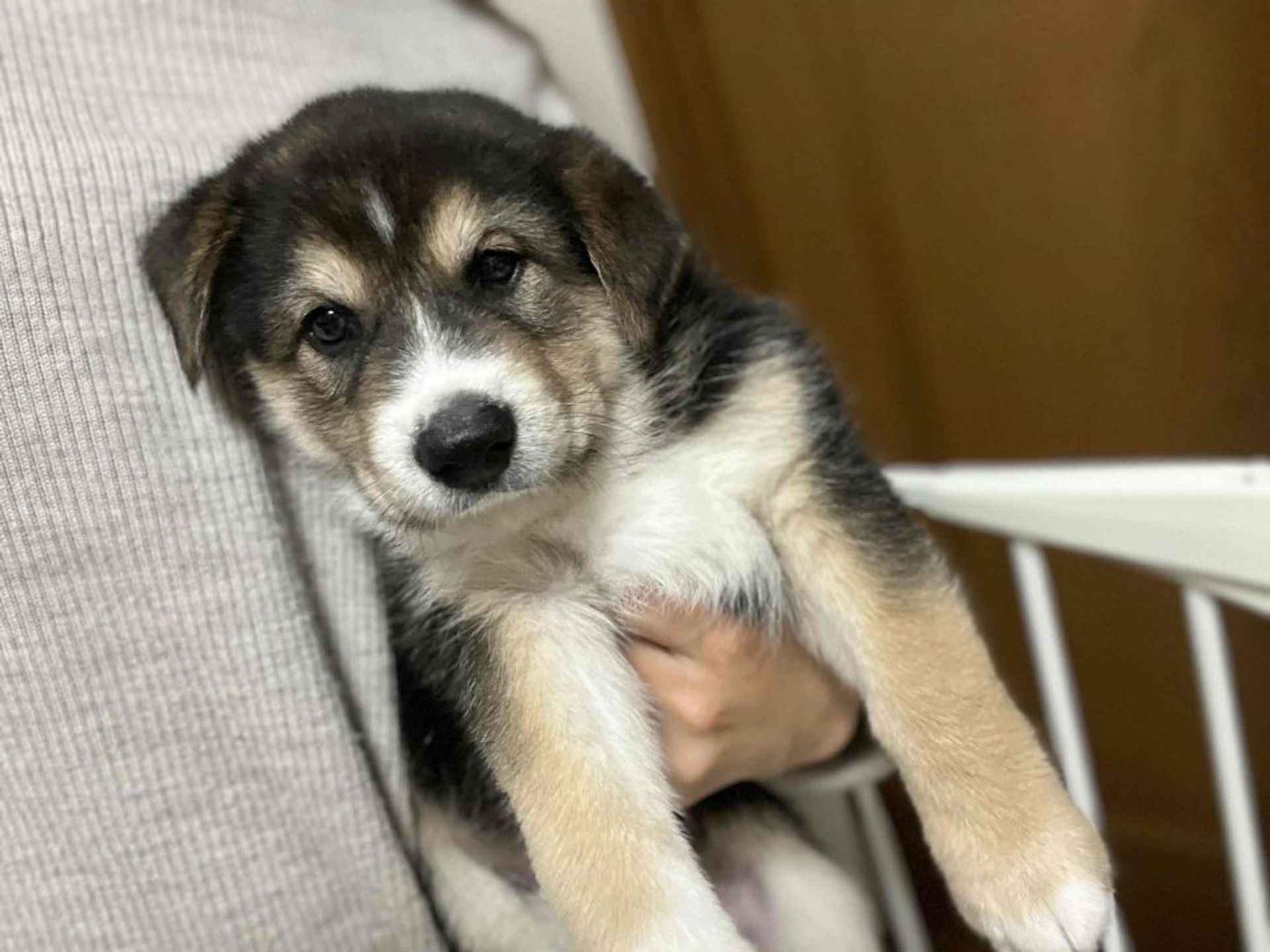 雑種（ミックス犬）・オスの里親募集の写真