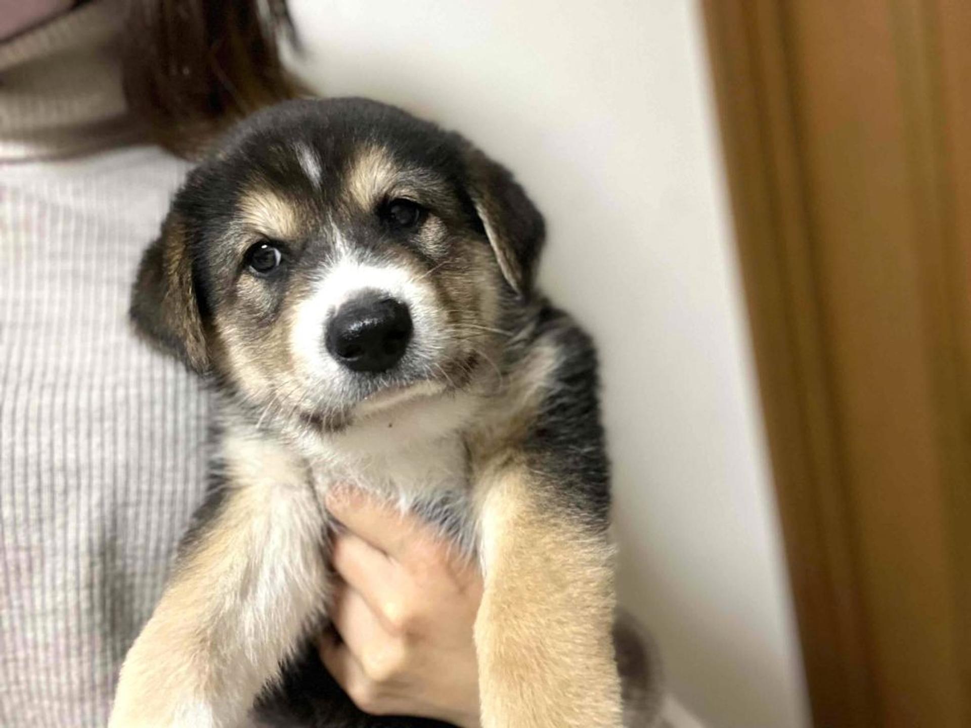 pet-image-2