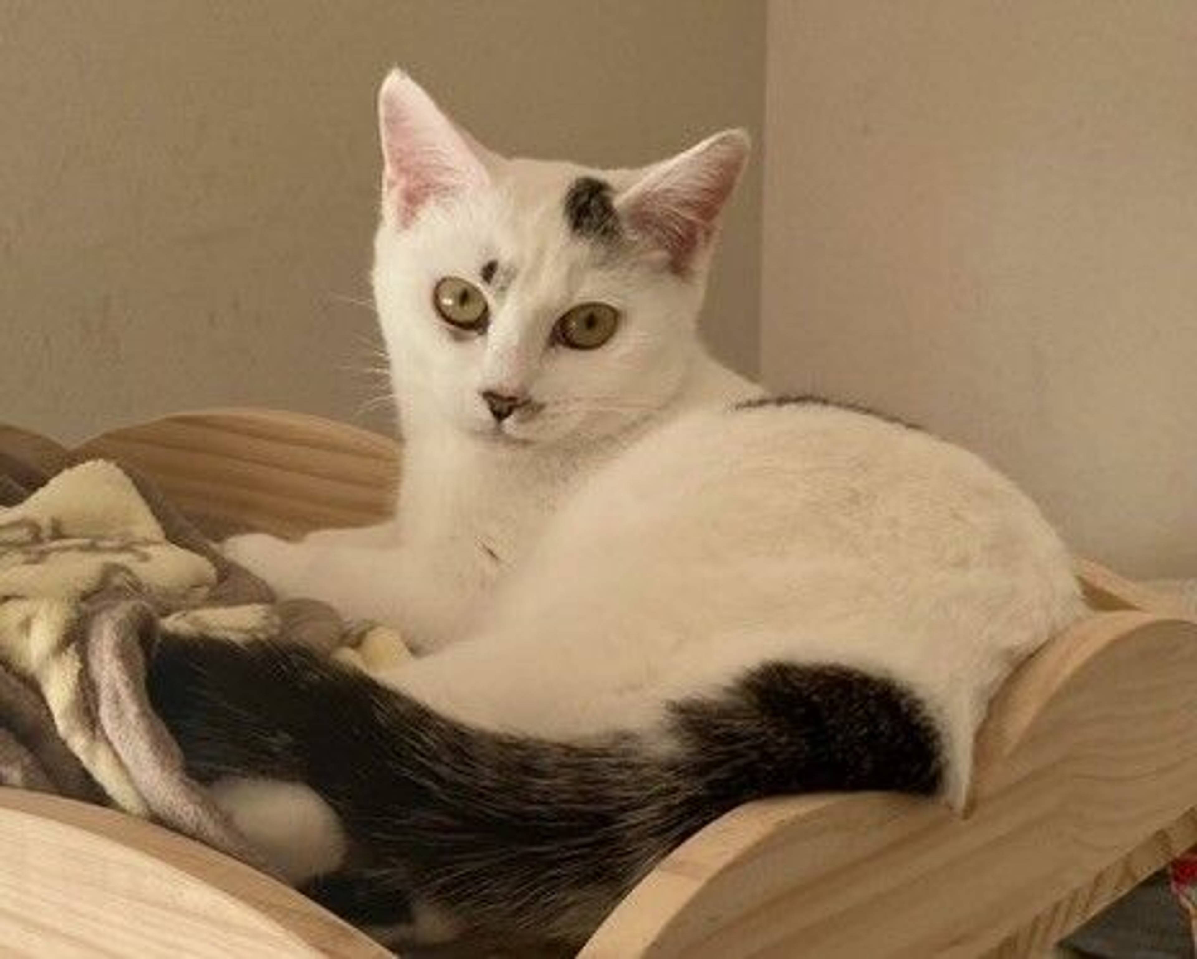 雑種（ミックス猫）・メスの里親募集の写真