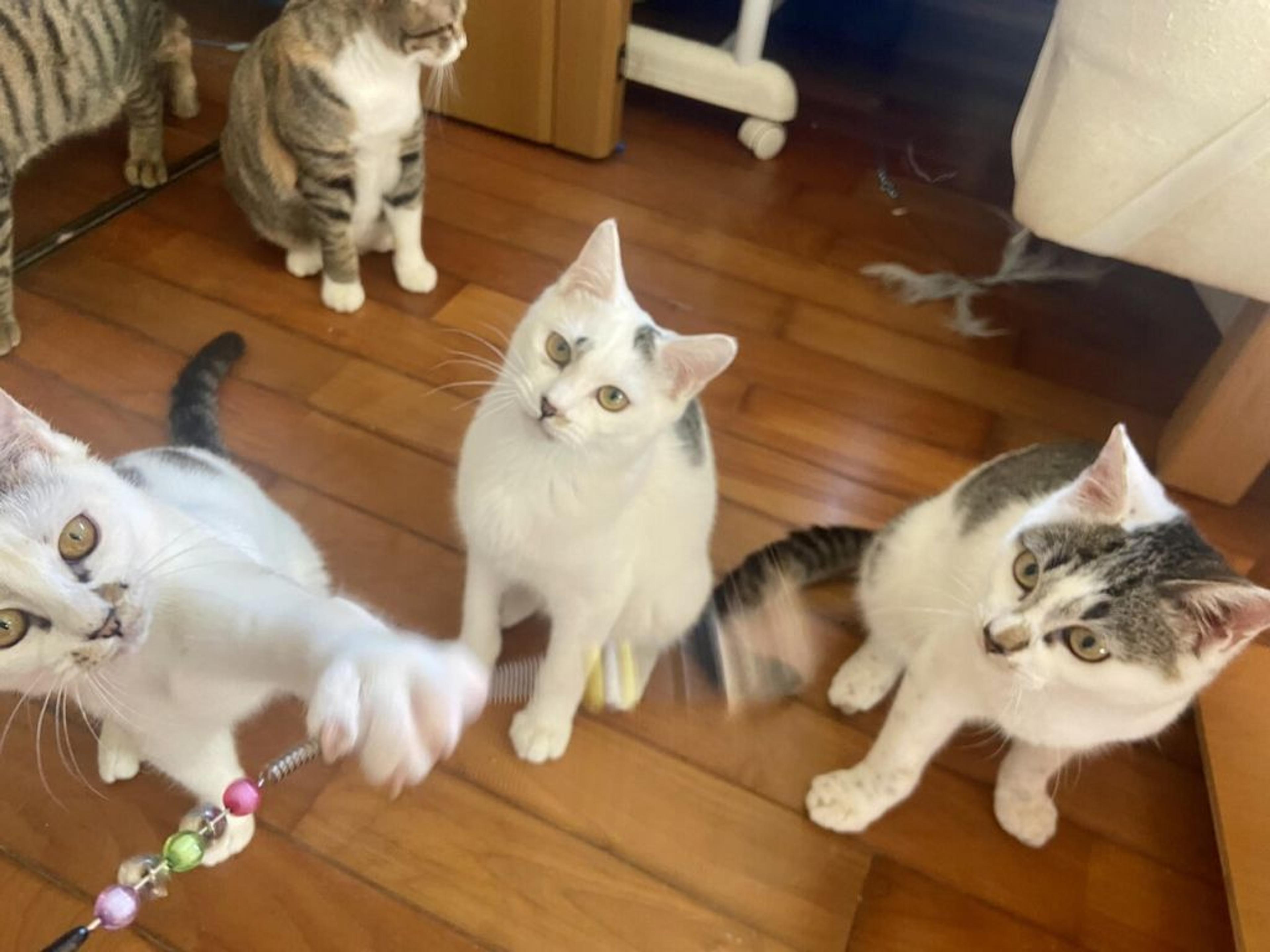 pet-image-2