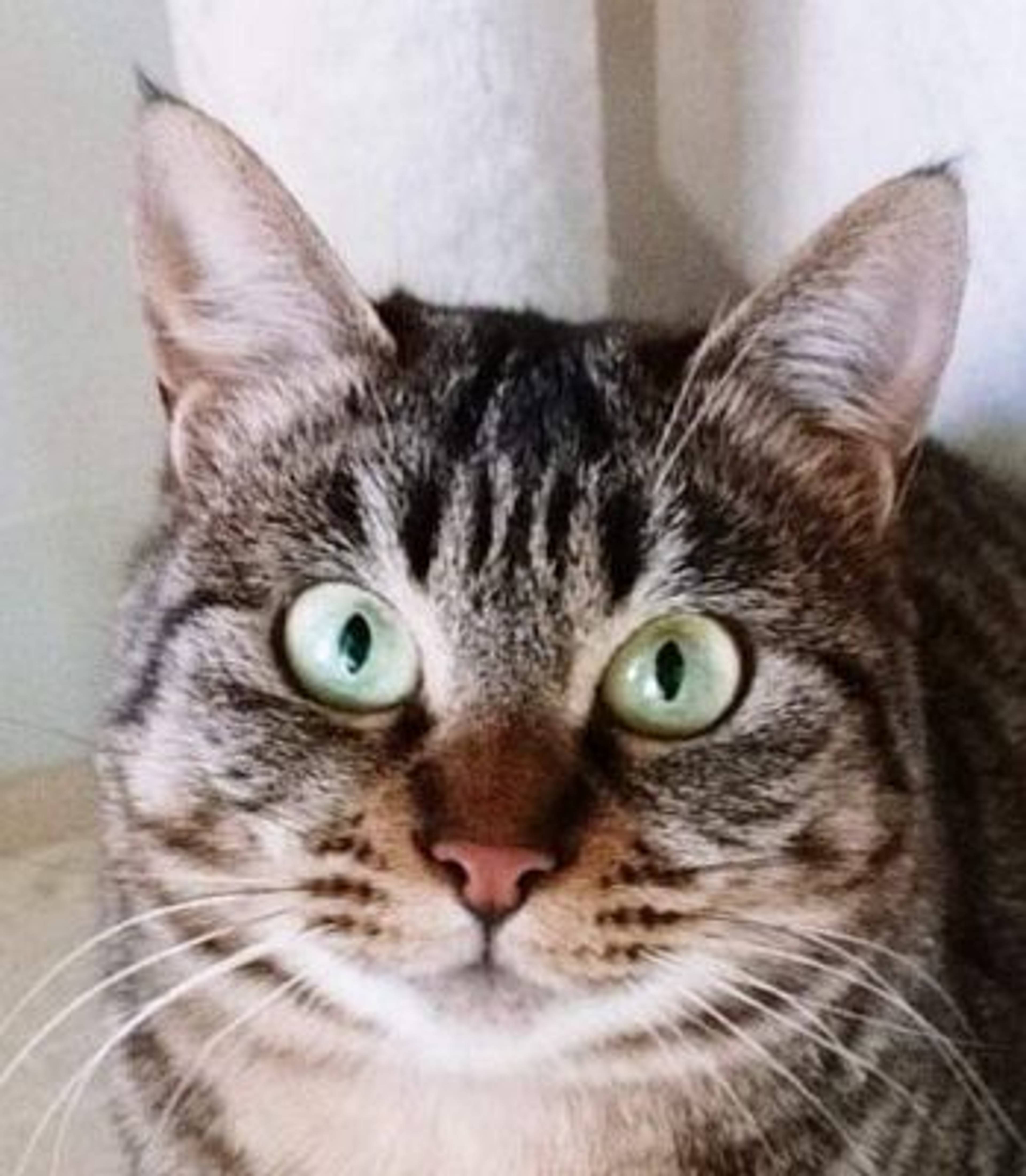 雑種（ミックス猫）・メスの里親募集の写真