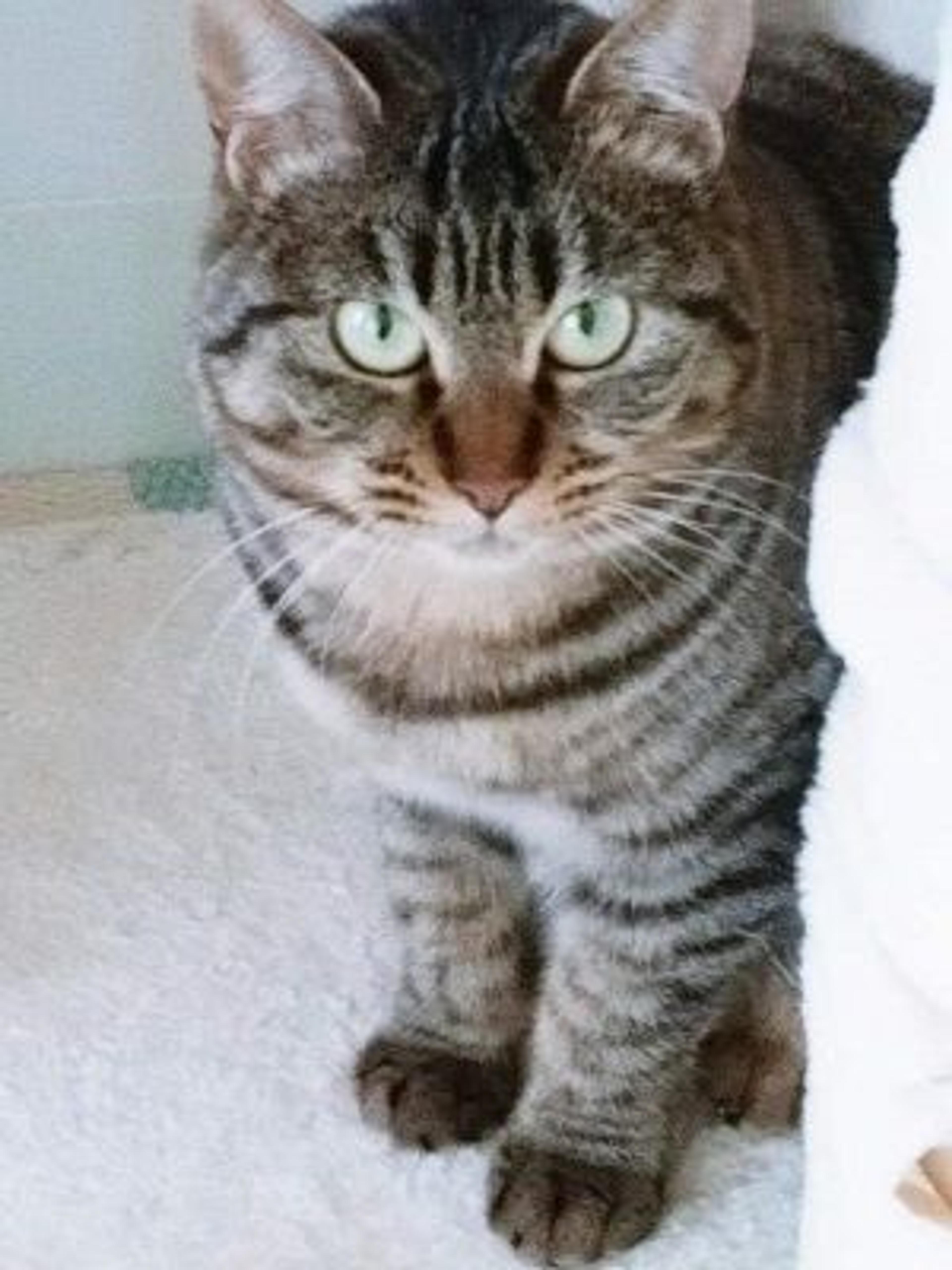 pet-image-2