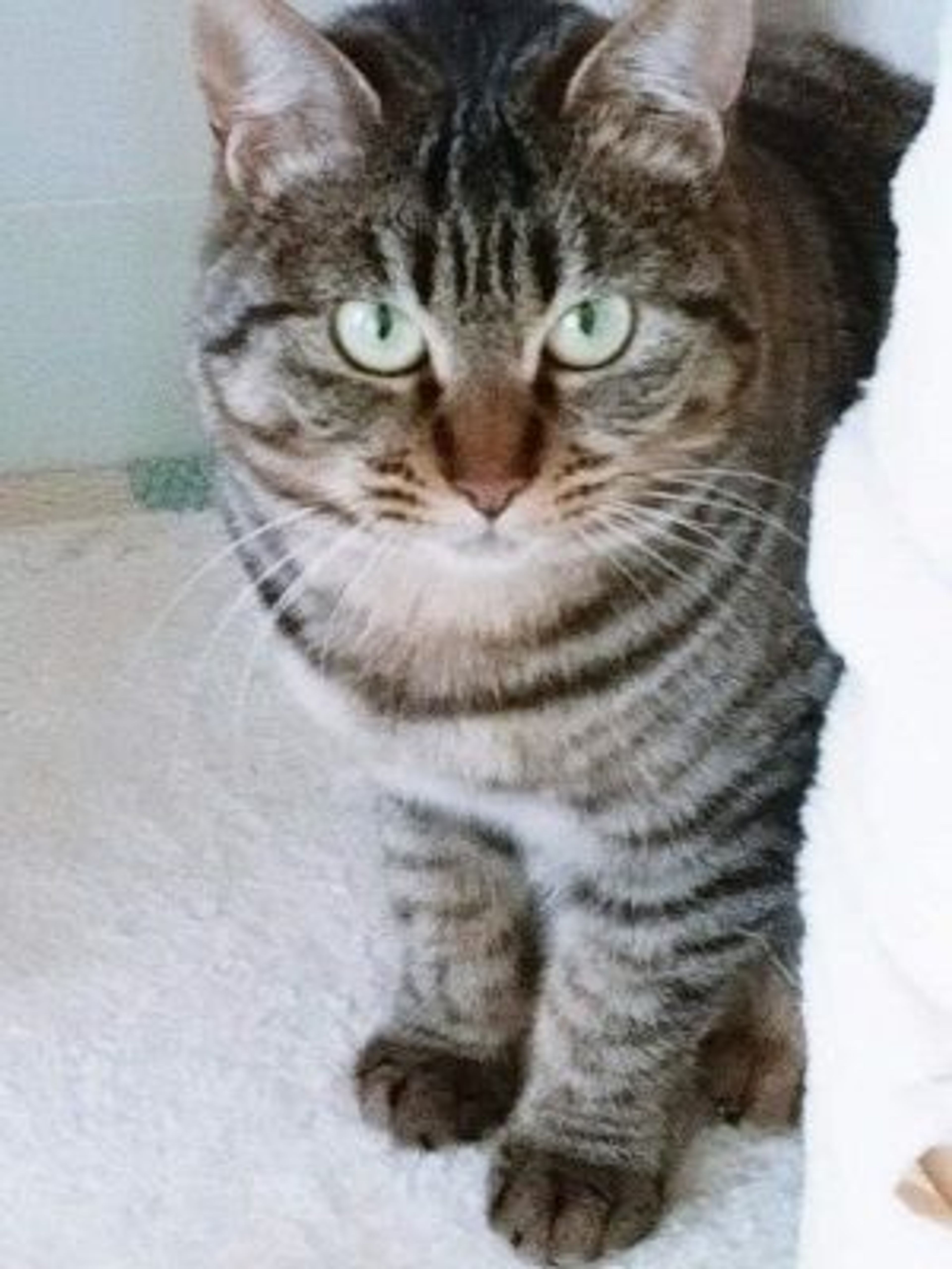 pet-image-2