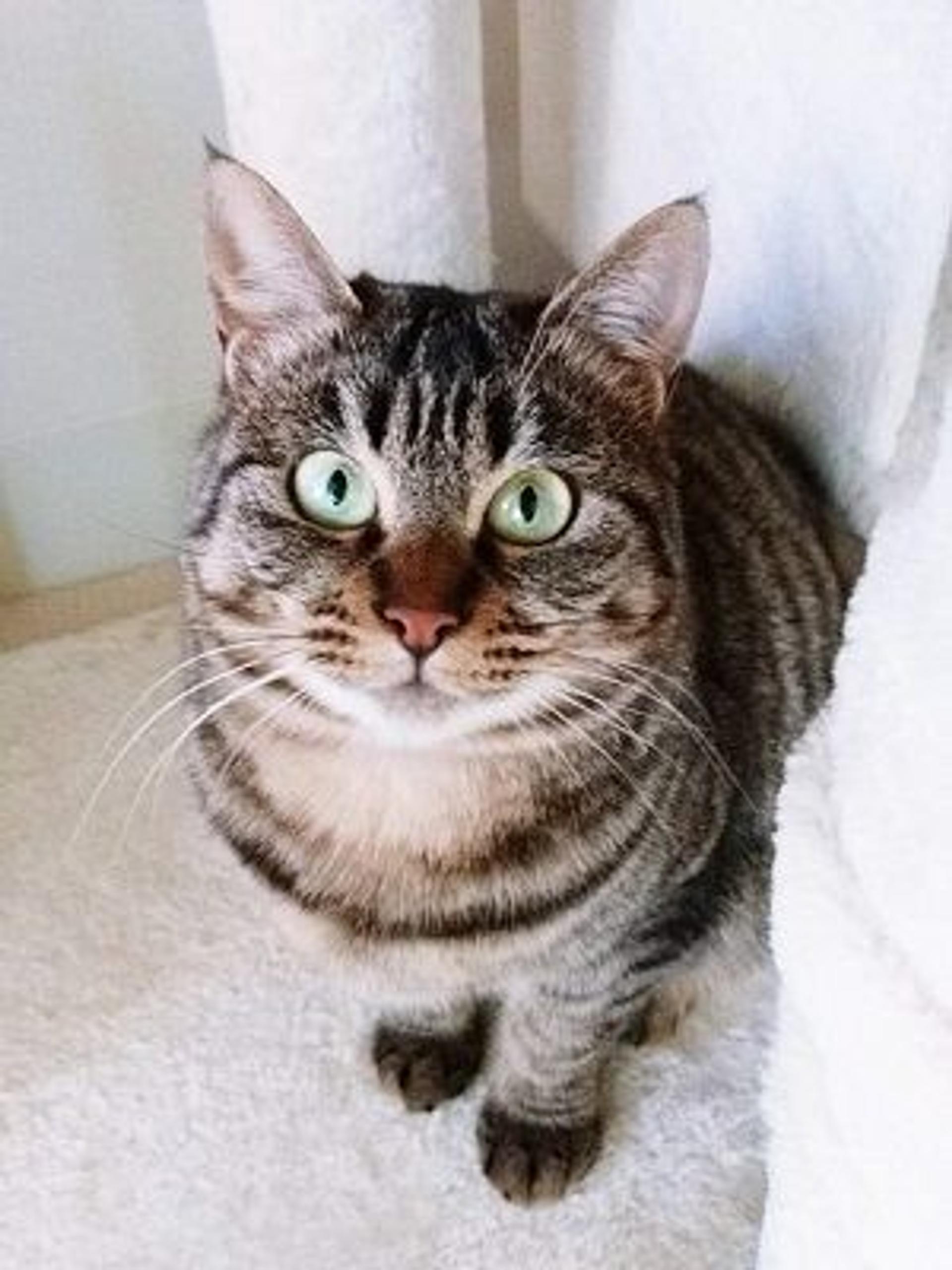 pet-image-3