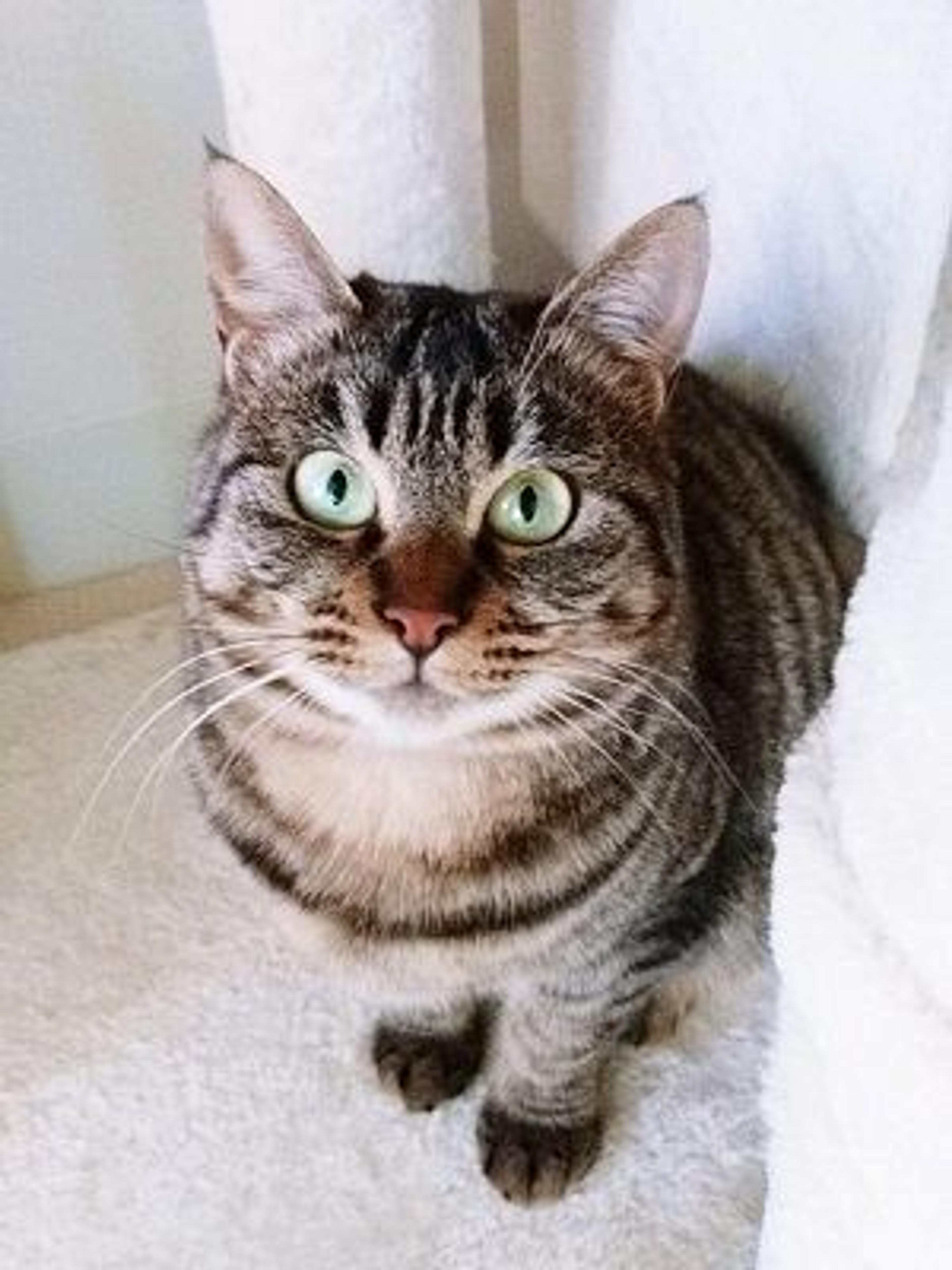 pet-image-3