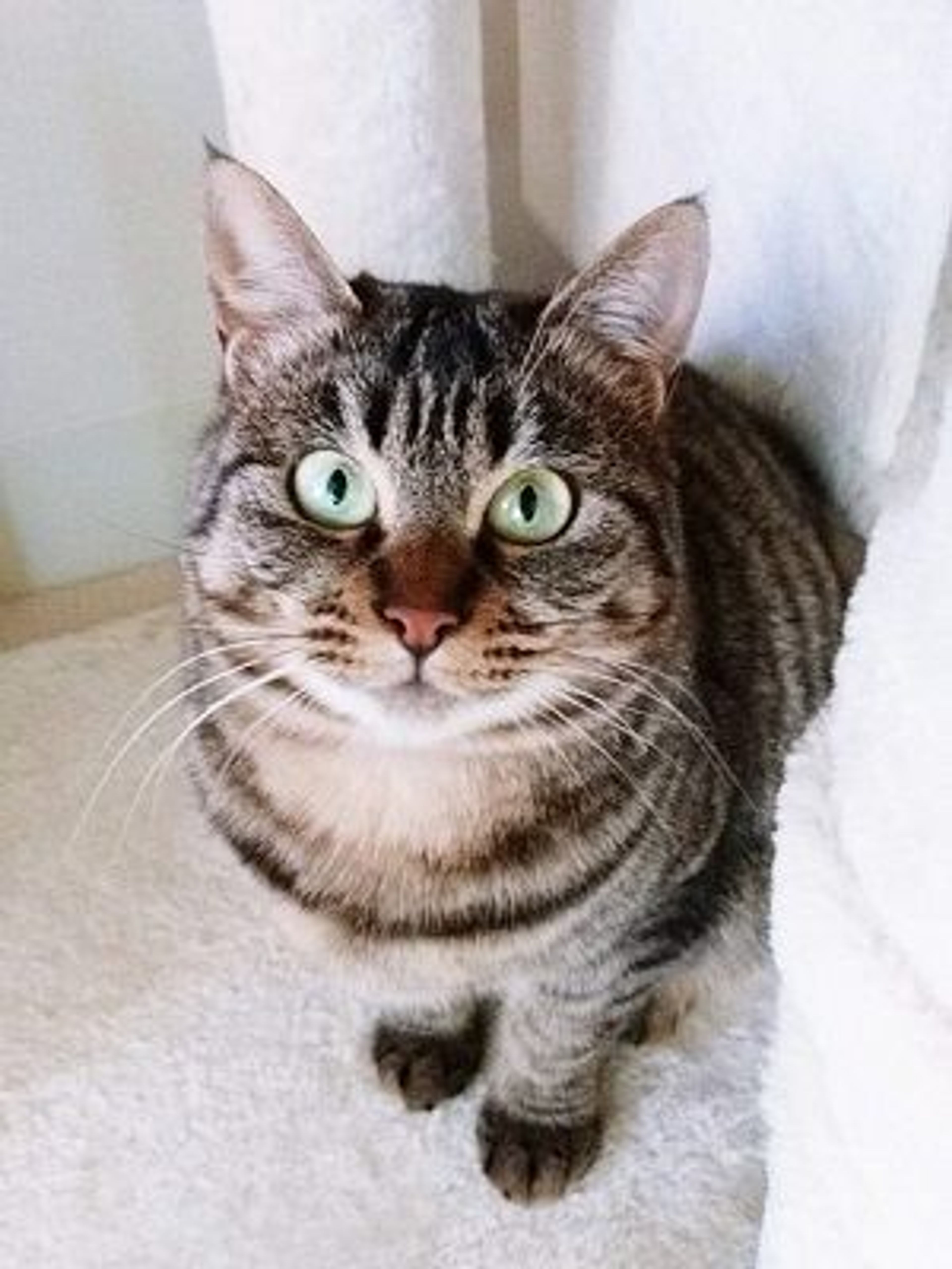 pet-image-3