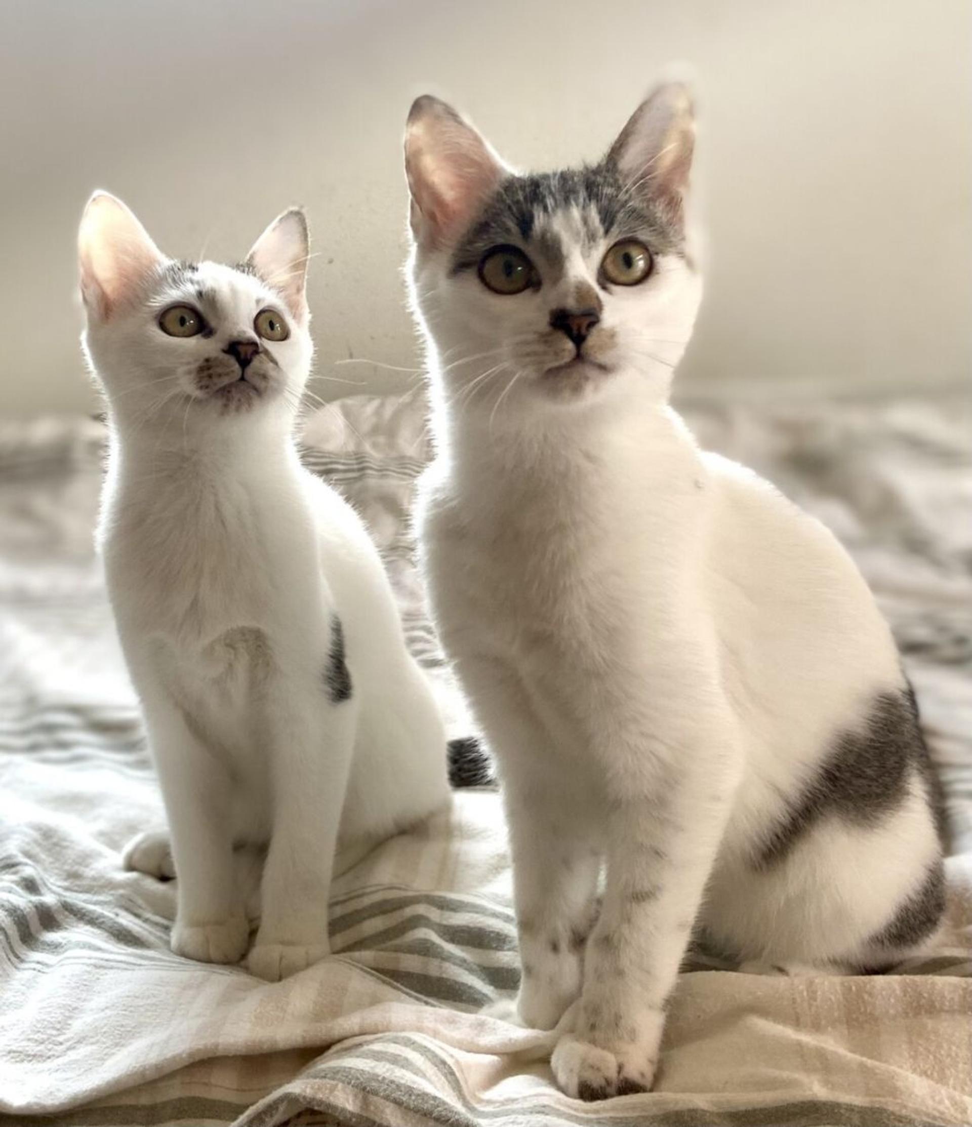 pet-image-5