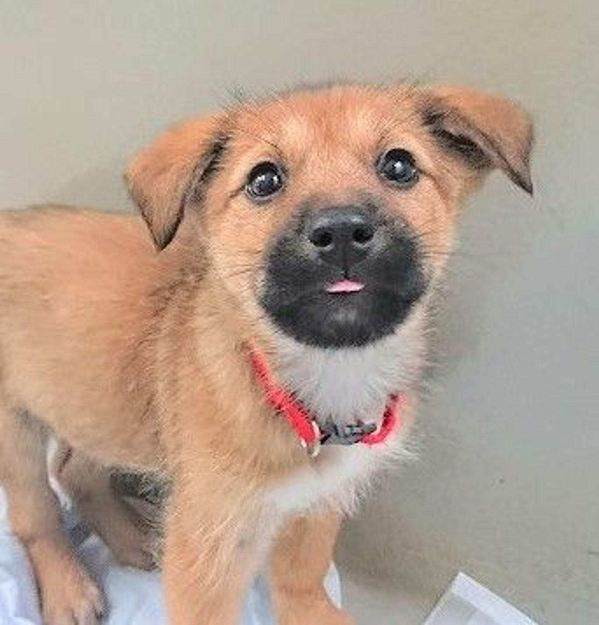 雑種（ミックス犬）・メスの里親募集の写真