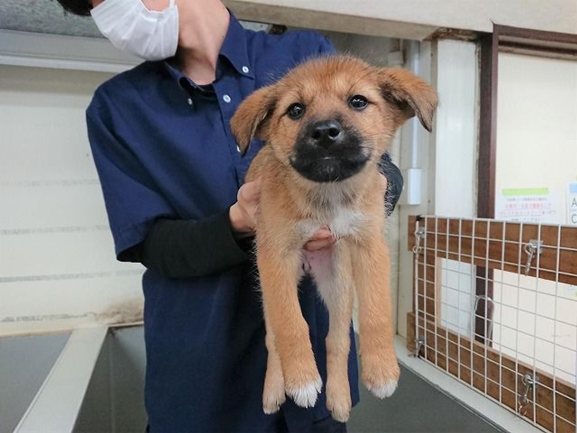 pet-image-4